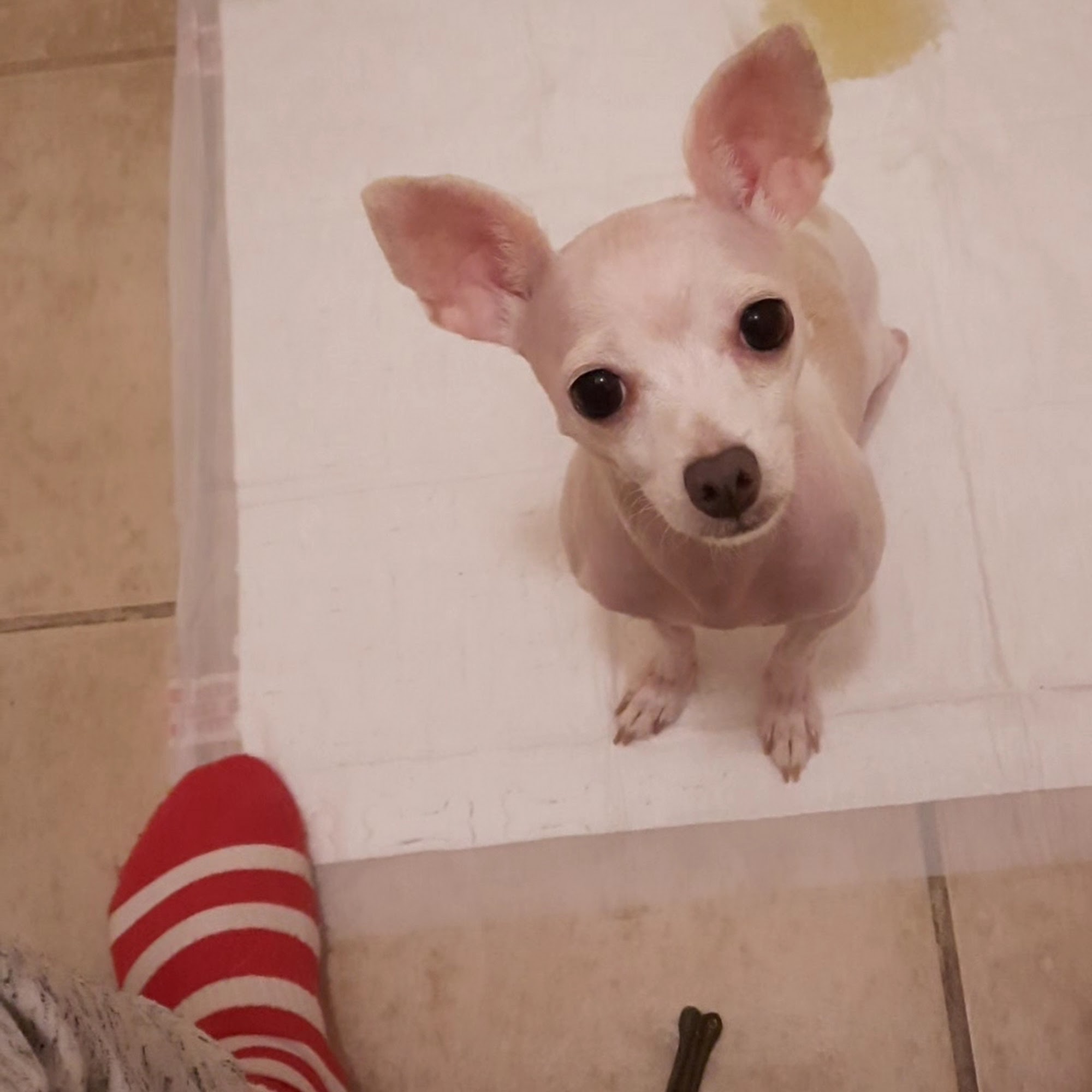 Richmond Animal Hospital Richmond