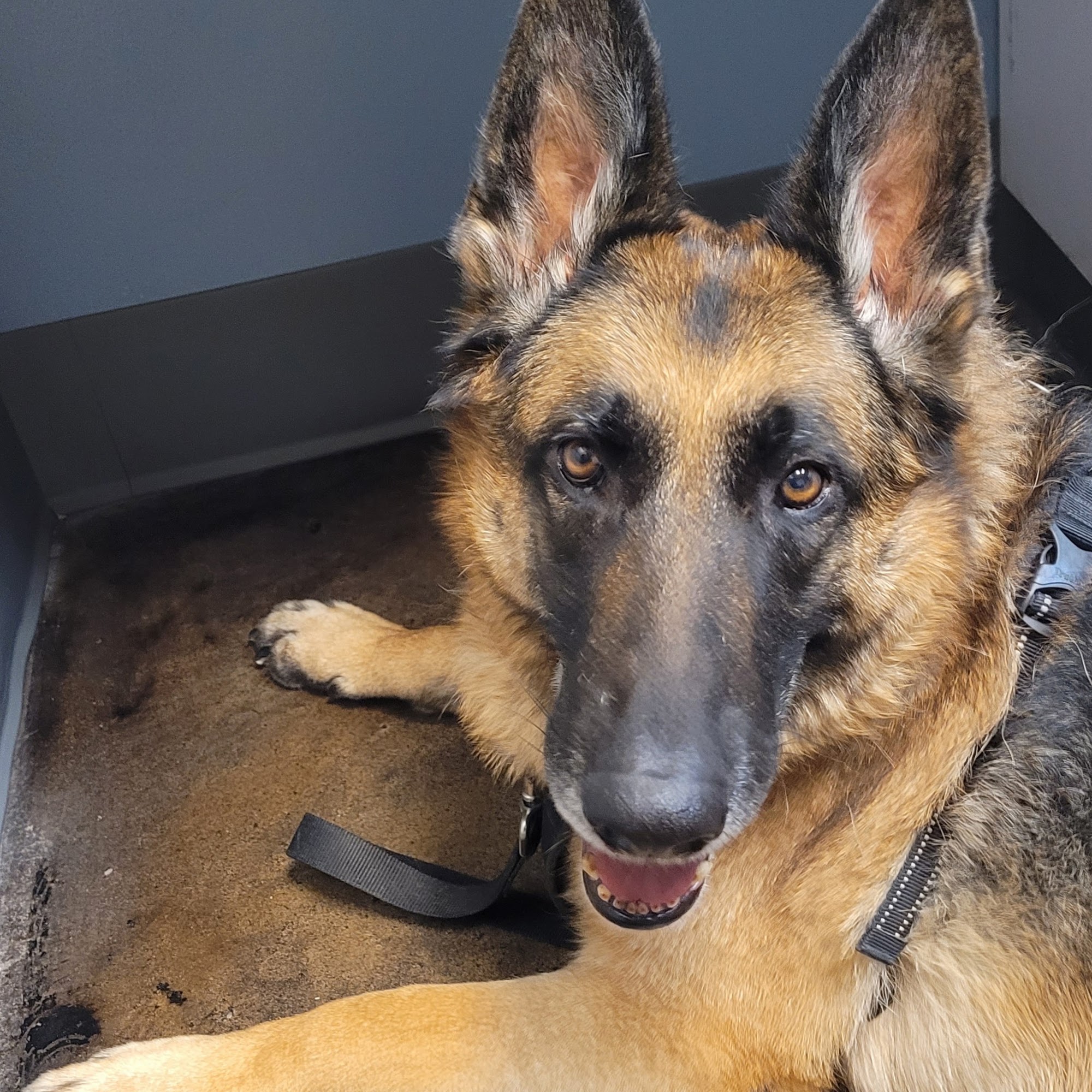 Brazos Bend Animal Hospital Richmond