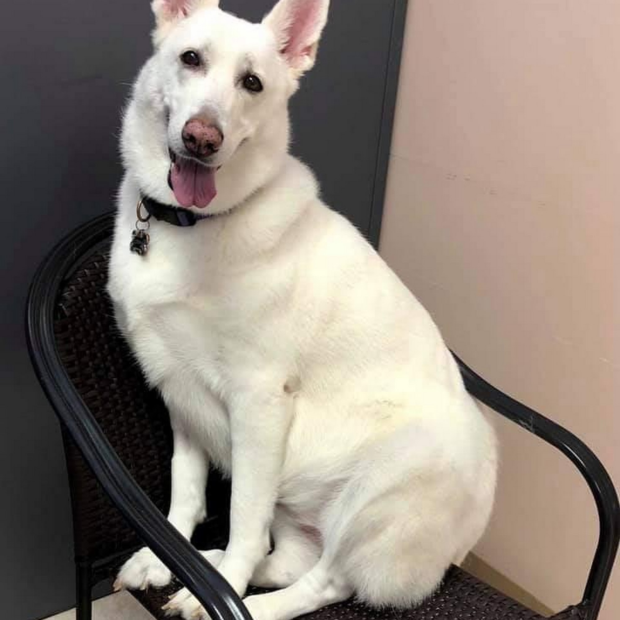 Friendship Animal Hospital Richmond