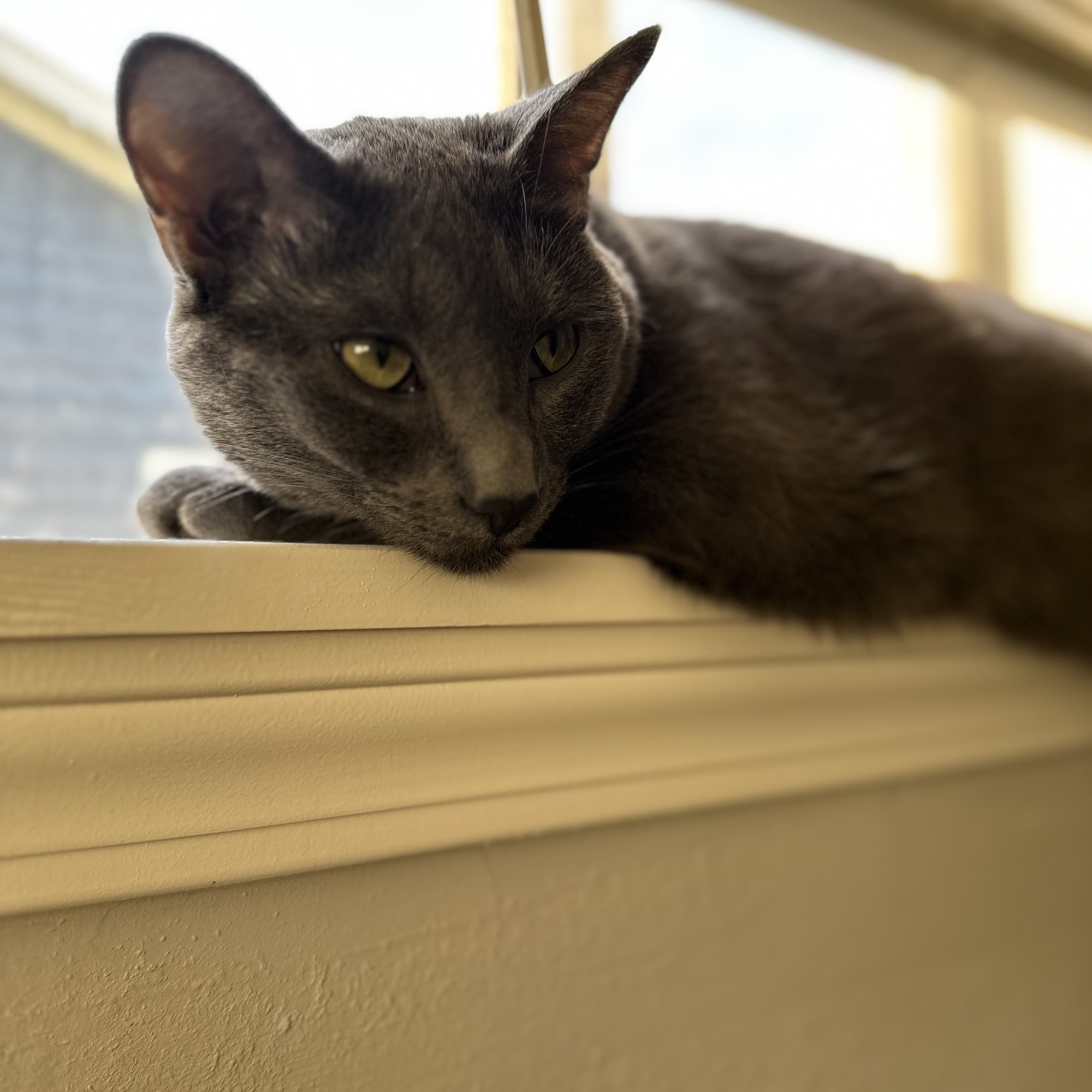 Greatwood Veterinary Hospital, Inc. Richmond