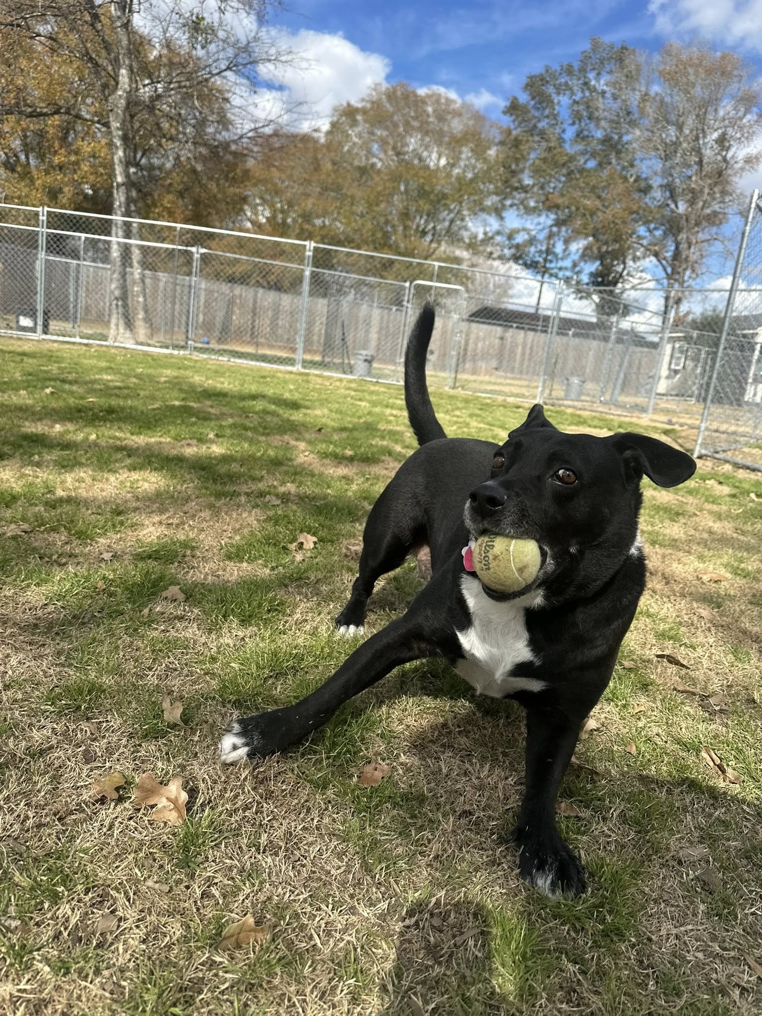 Kyalami Kennels Richmond