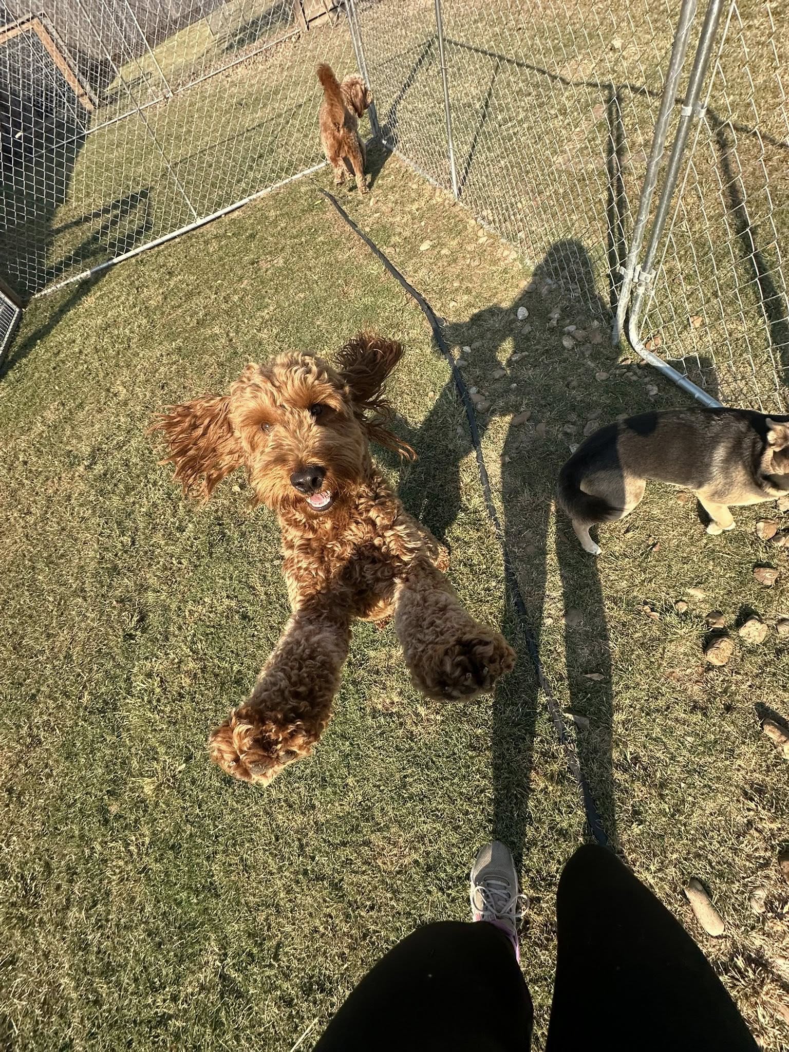 Kyalami Kennels Richmond