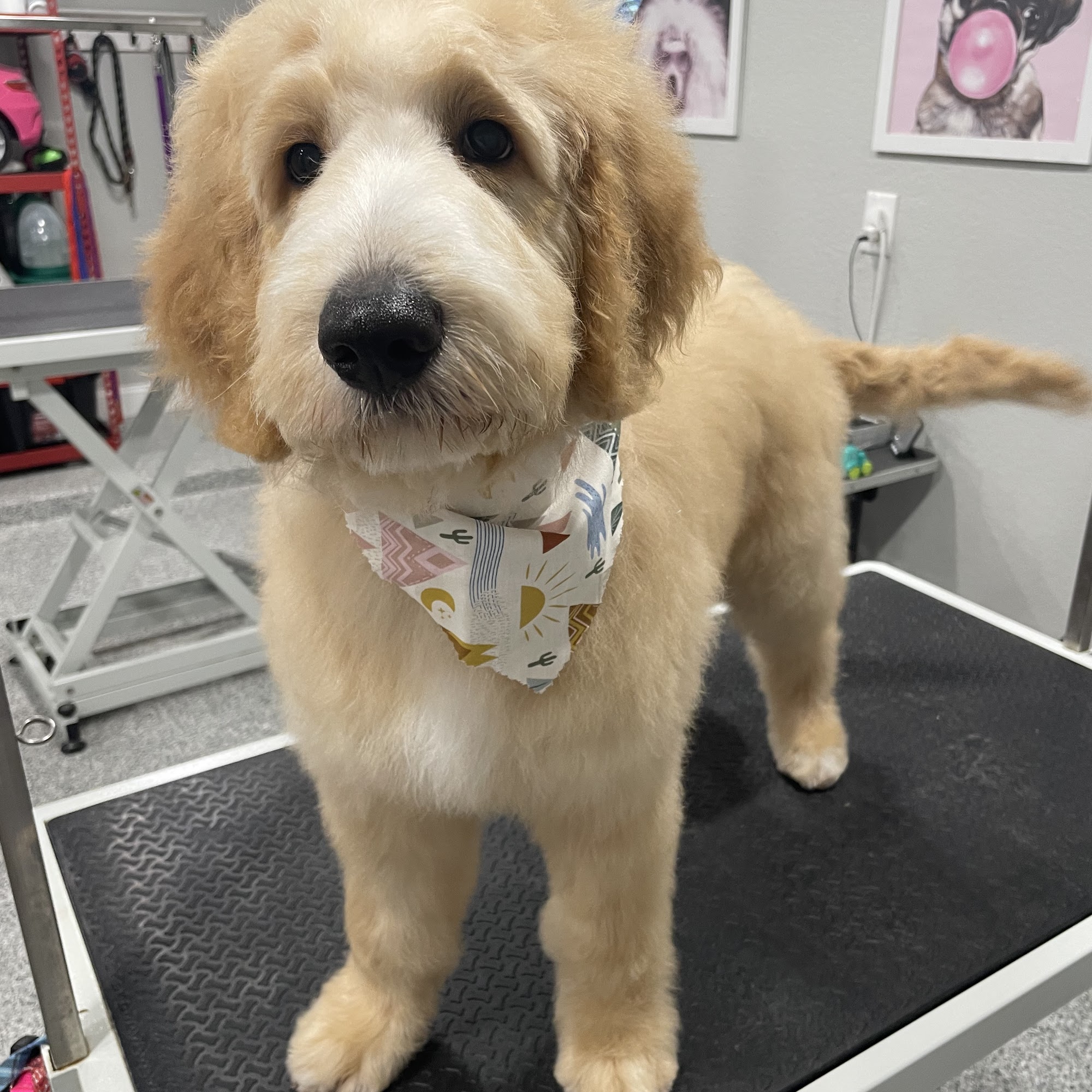 Bow Wow Beautiful LLC Richmond