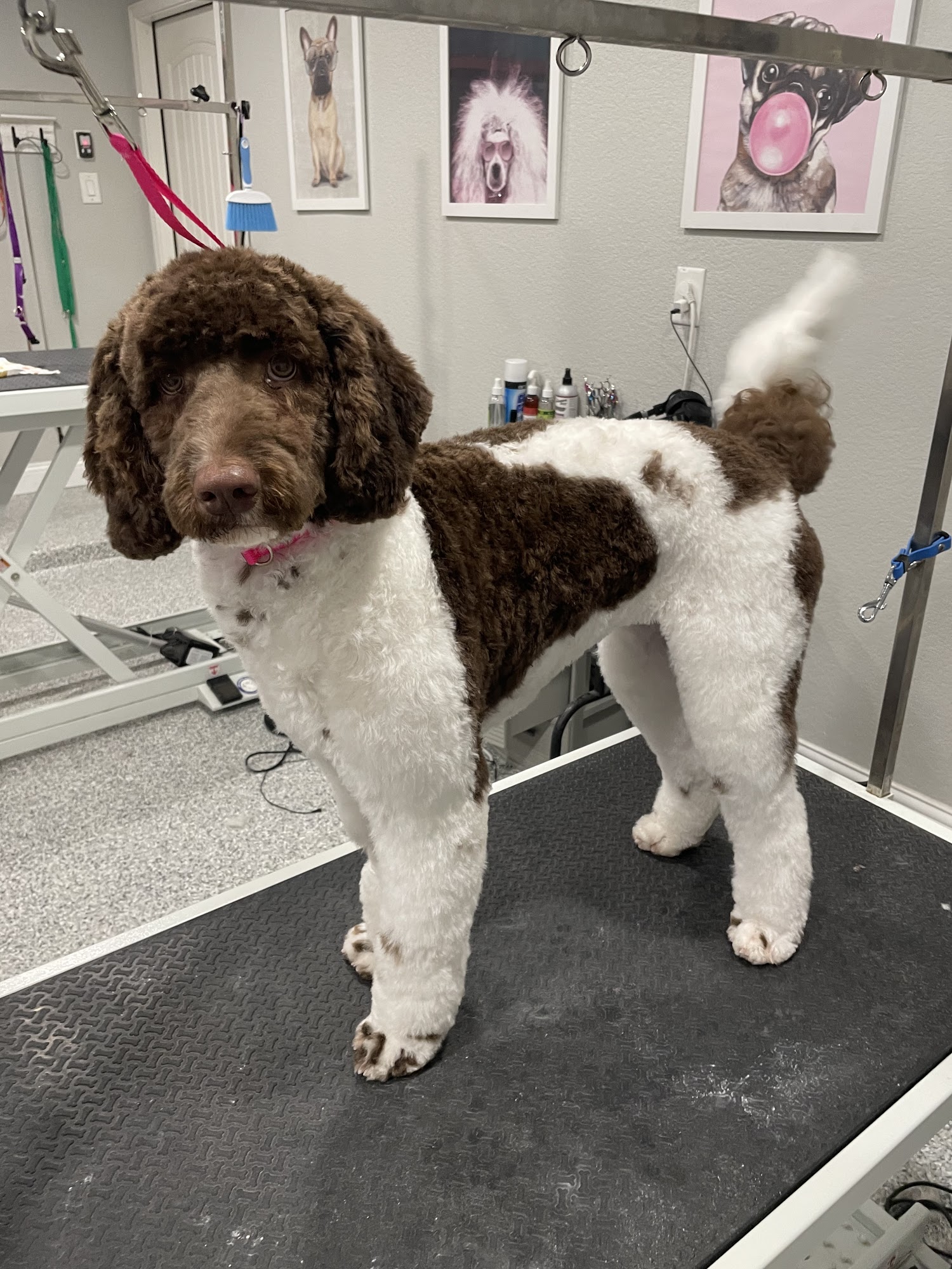 Bow Wow Beautiful LLC Richmond