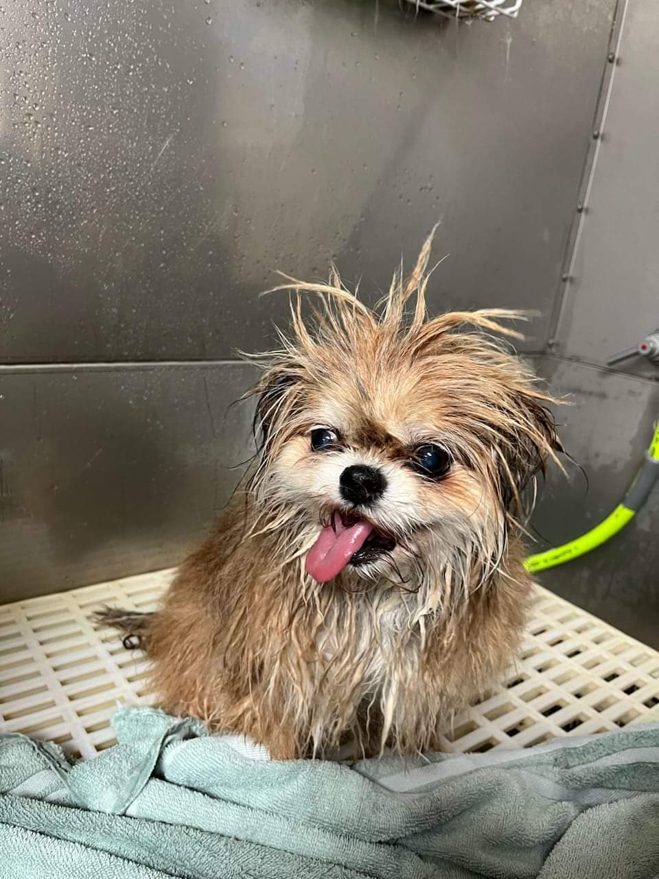 TLC on the Brazos Your Dogs Salon Richmond