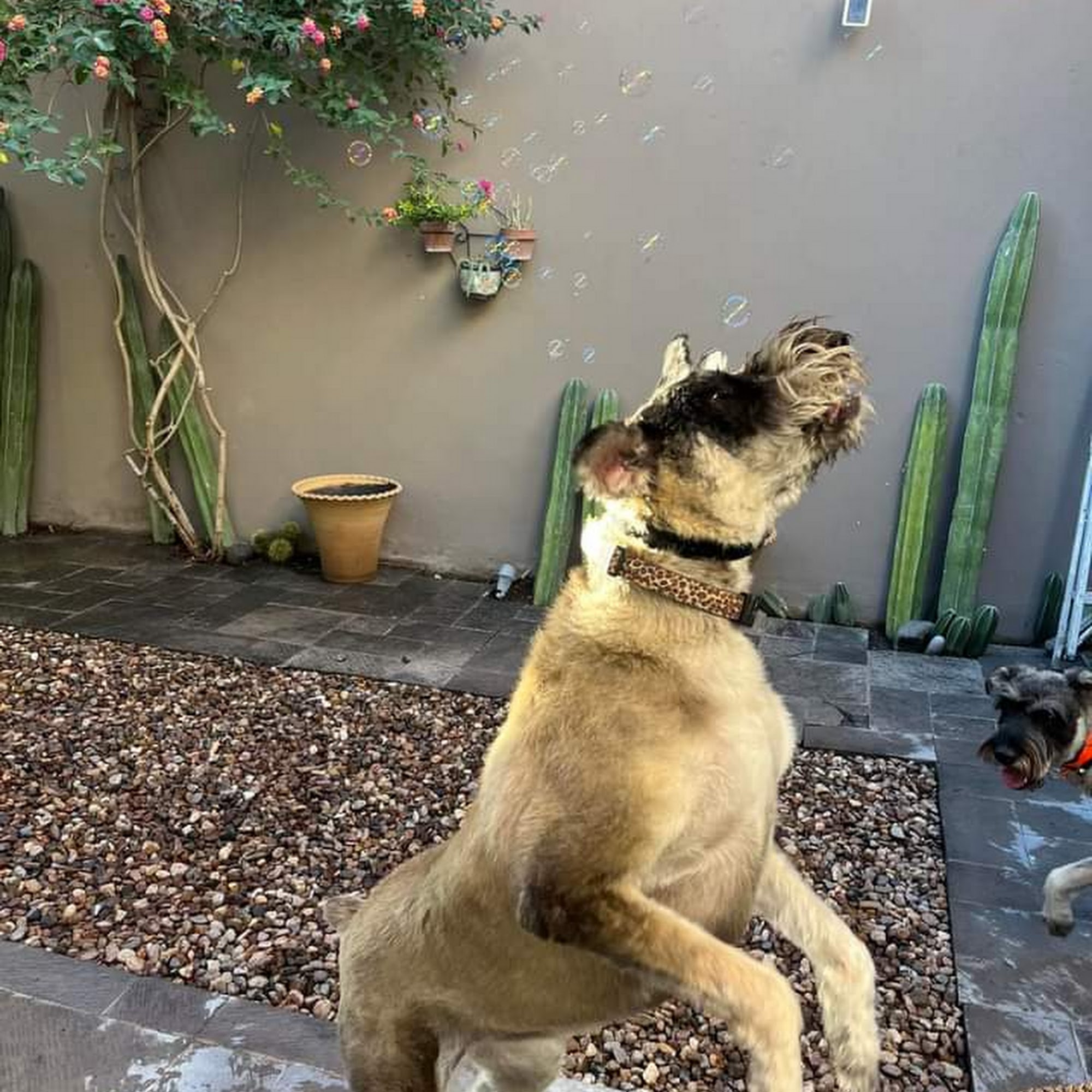 TLC on the Brazos Your Dogs Salon Richmond