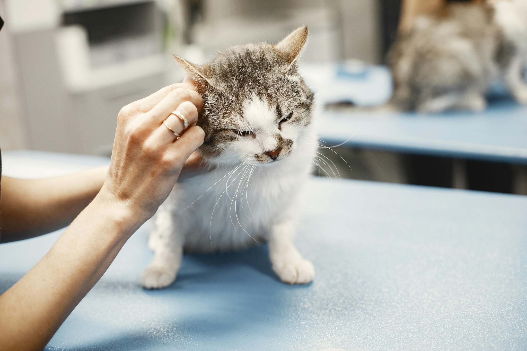 Kindred Care Pet Hospital Richmond