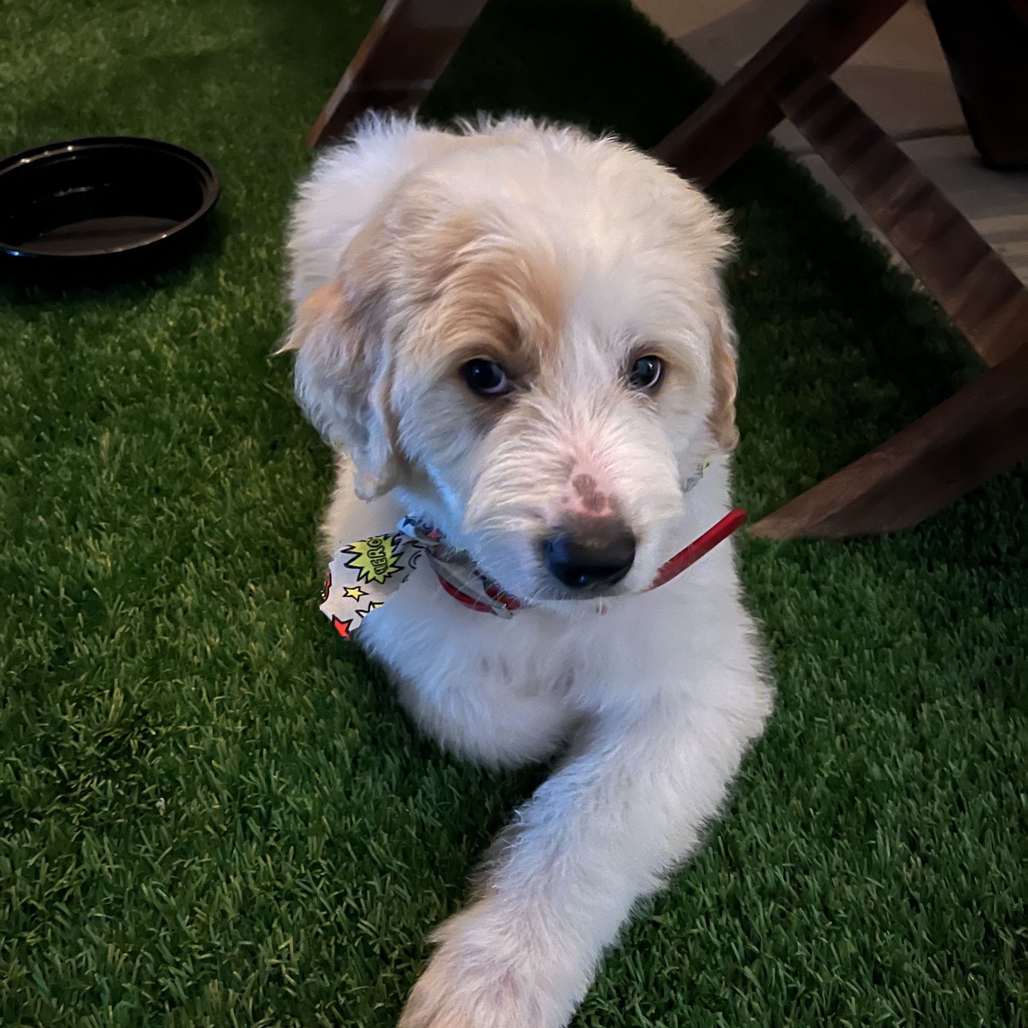 Bark Busters Home Dog Training Katy, Richmond, Fulshear, Sugar Land & Hockley Richmond