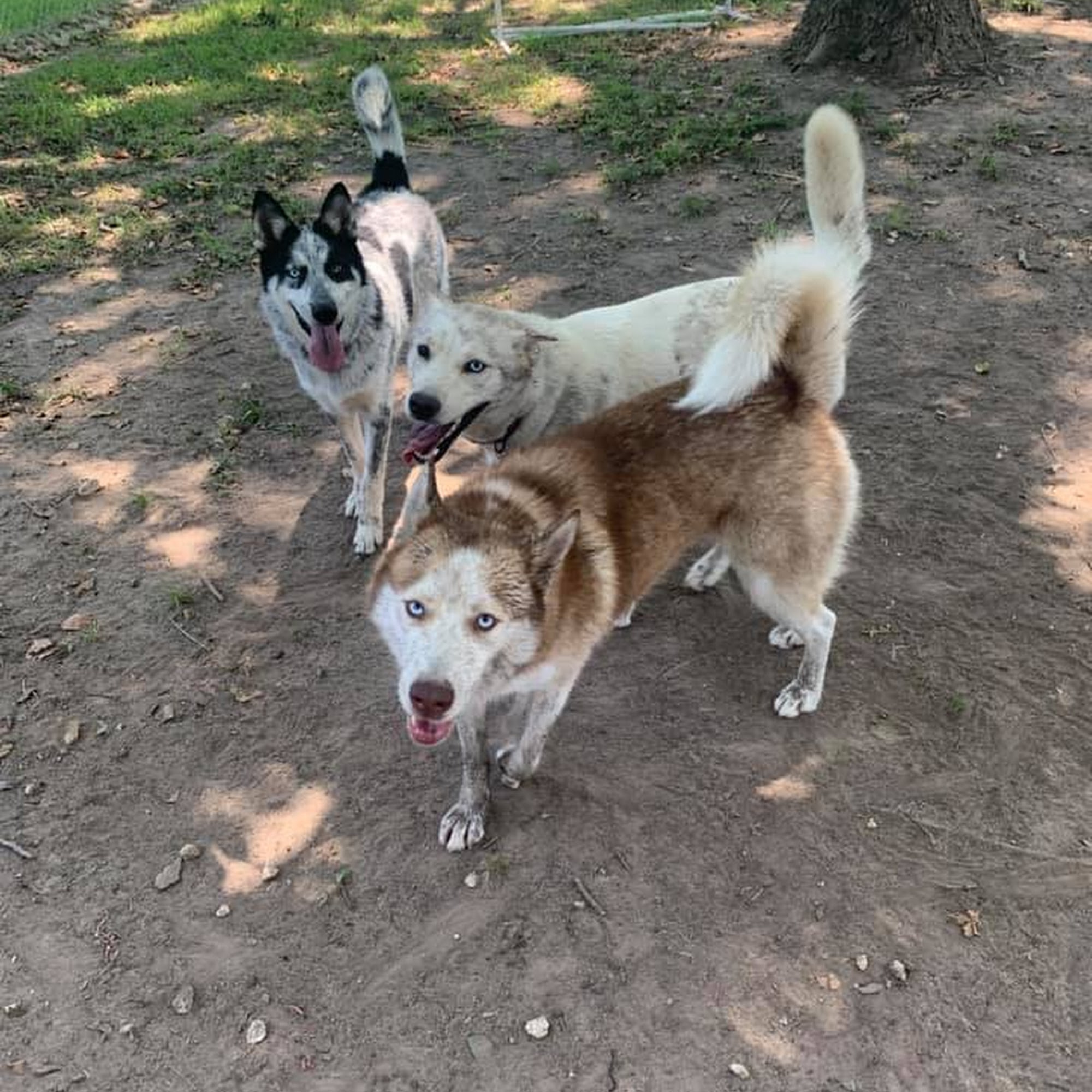 Brazos Paws Pet Resort & Daycare Richwood