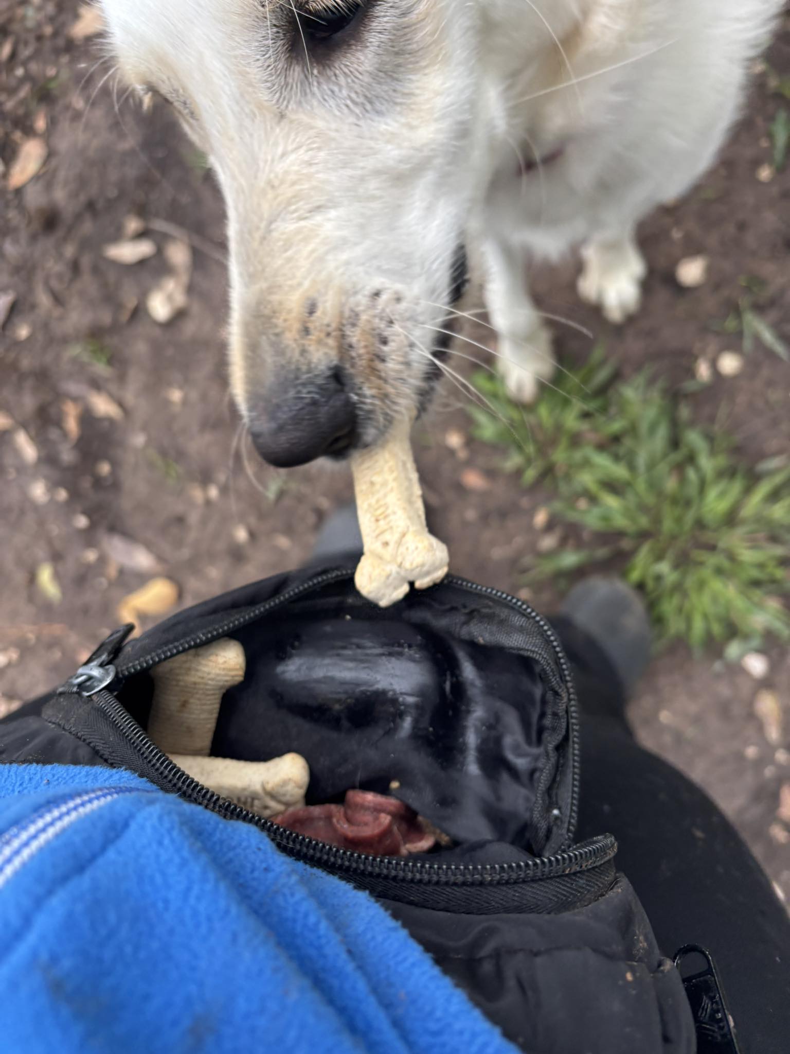 Brazos Paws Pet Resort & Daycare Richwood