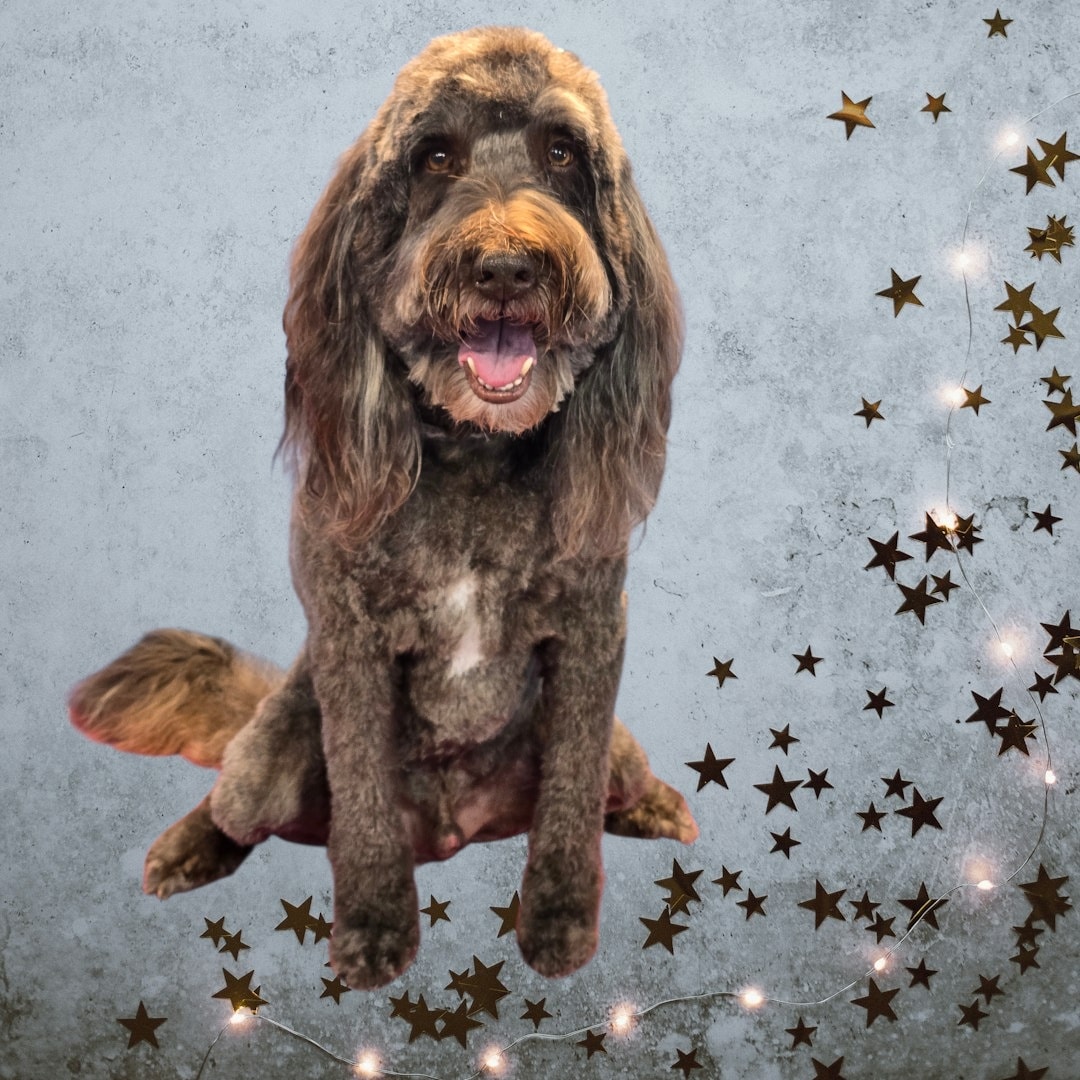 Diggidy Dog Roanoke/Keller Roanoke