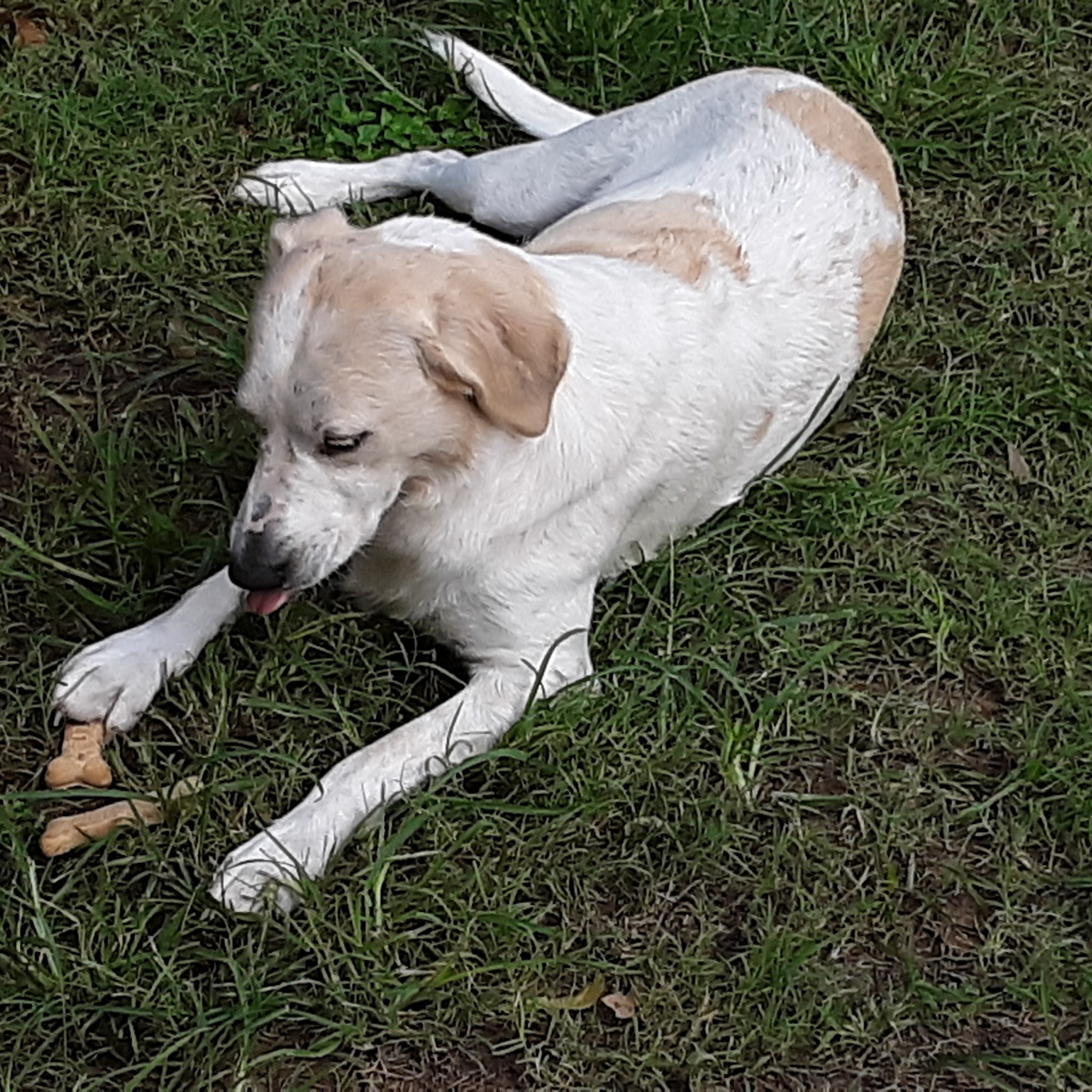 Happy Tails Robinson