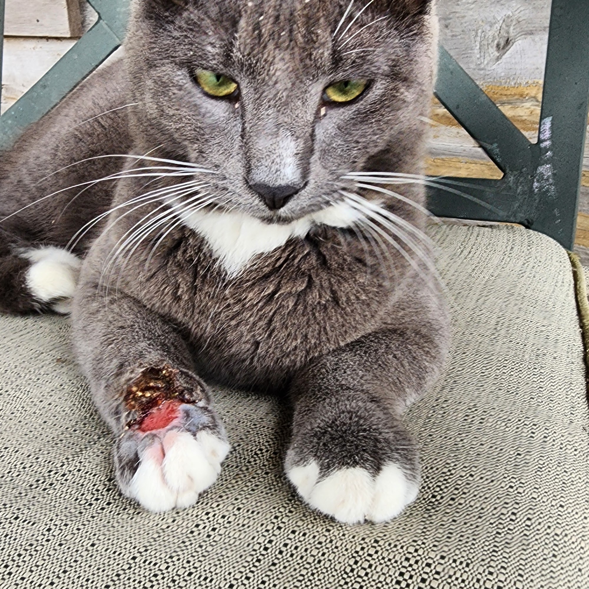 Rockport Veterinary Clinic Rockport