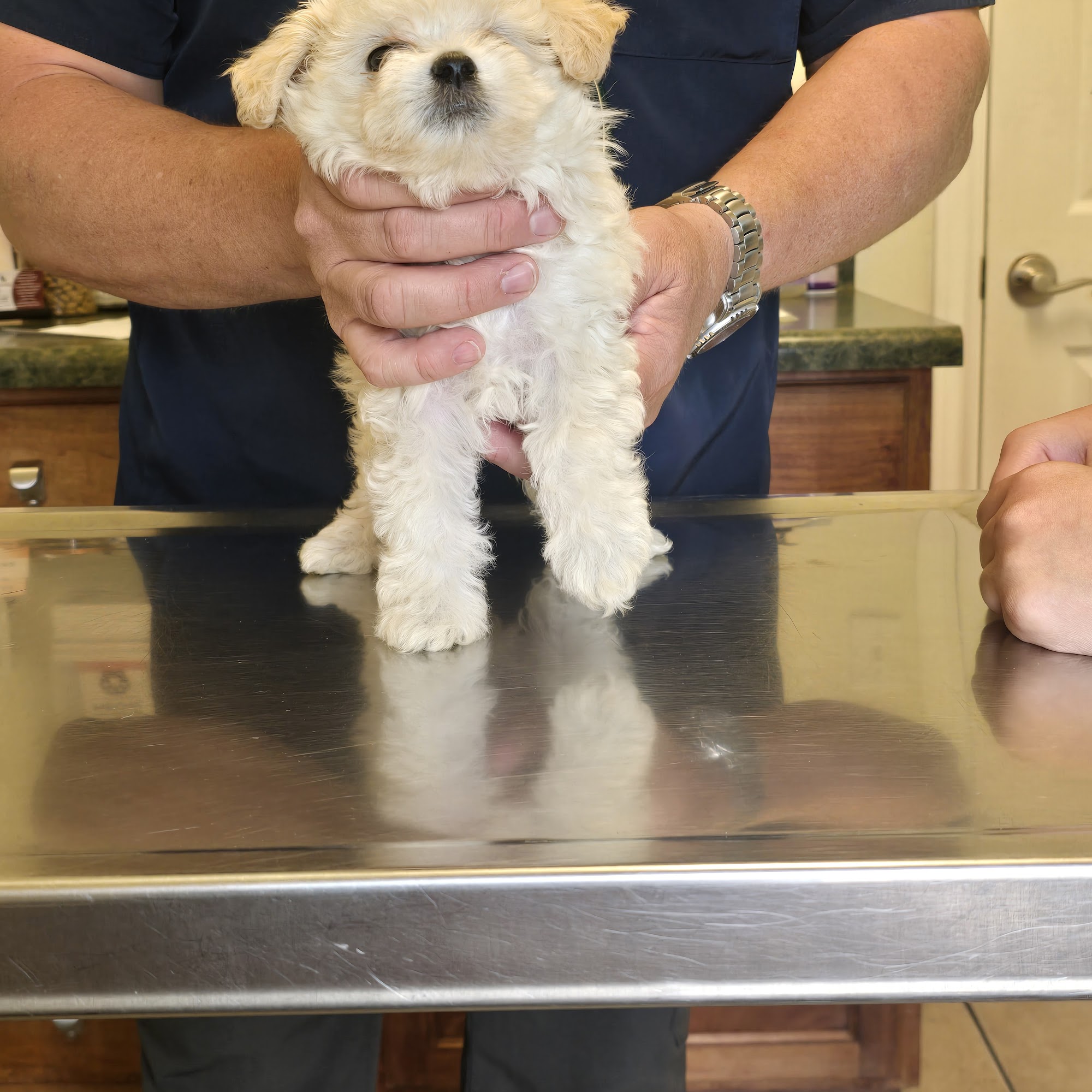 Animal Hospital of Fate Rockwall