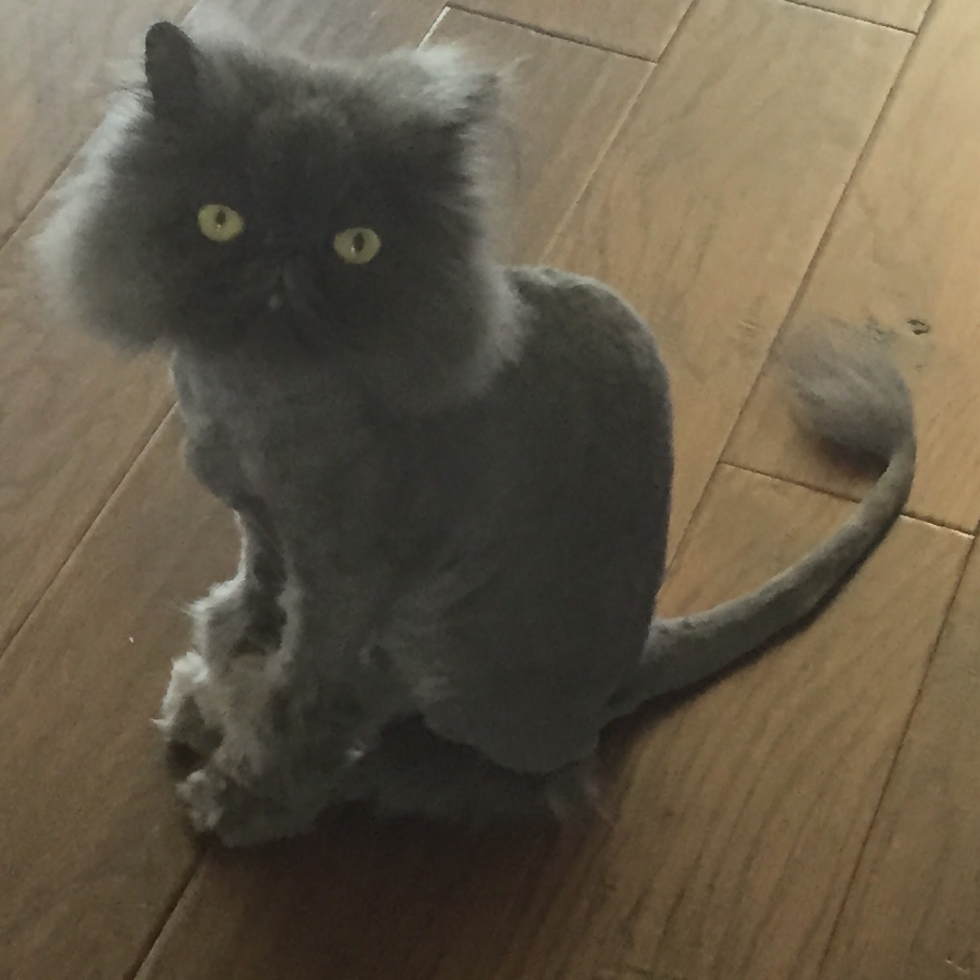 Stonebridge Veterinary Hospital Rockwall