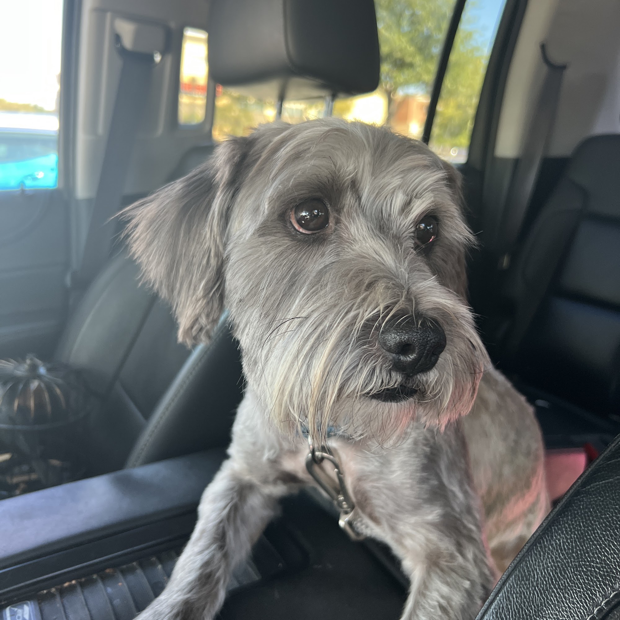 Wags to Whiskers Pet Spa Rockwall