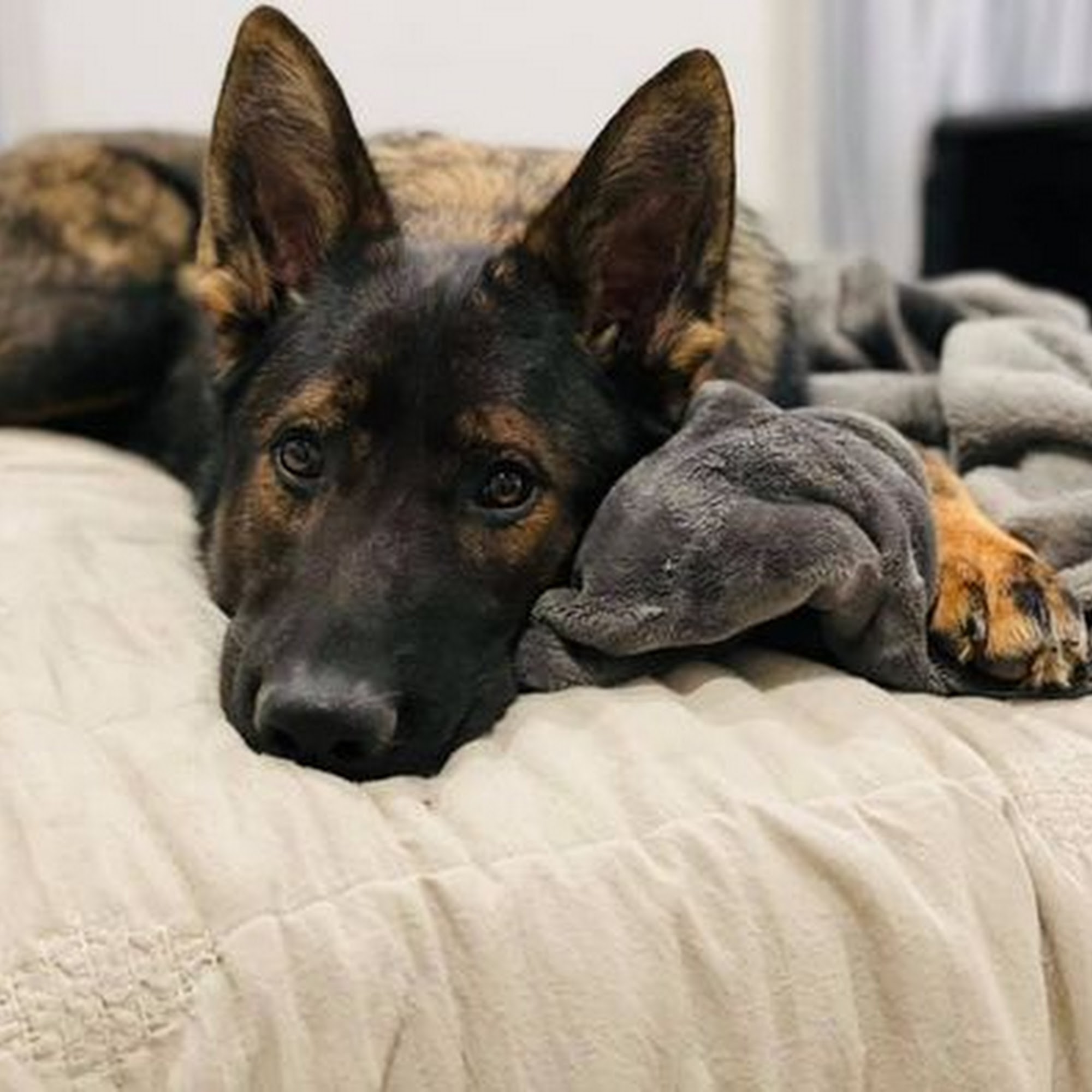 Debut Shepherds Rockwall