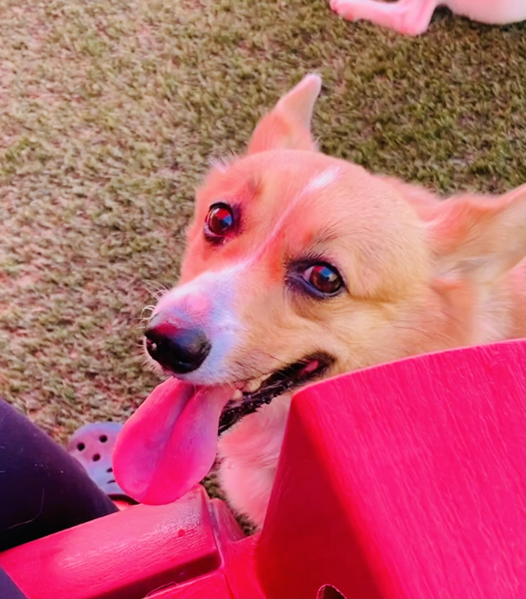 Canine & Co. Dog Resort Rockwall