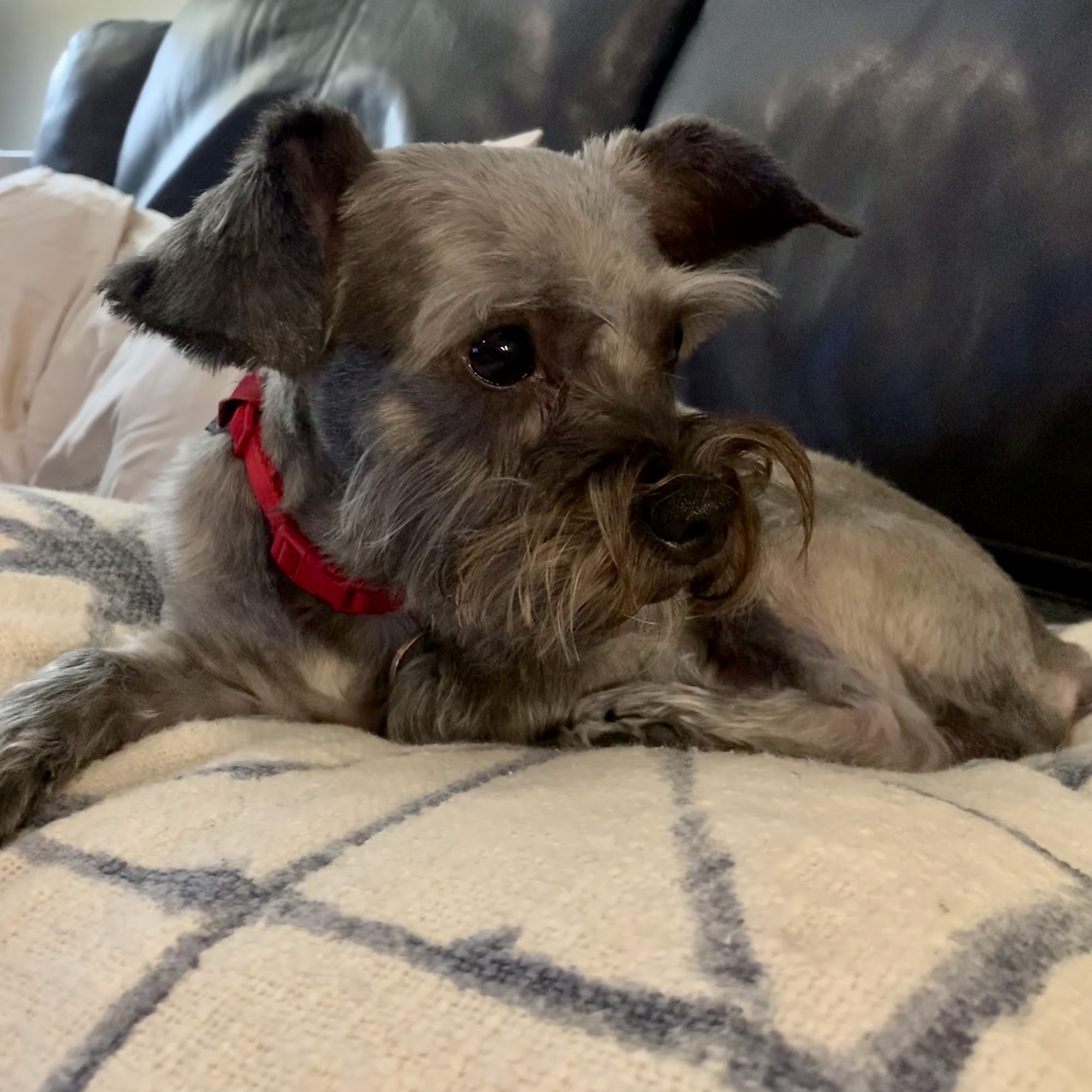 Rosenberg Veterinary Clinic Rosenberg