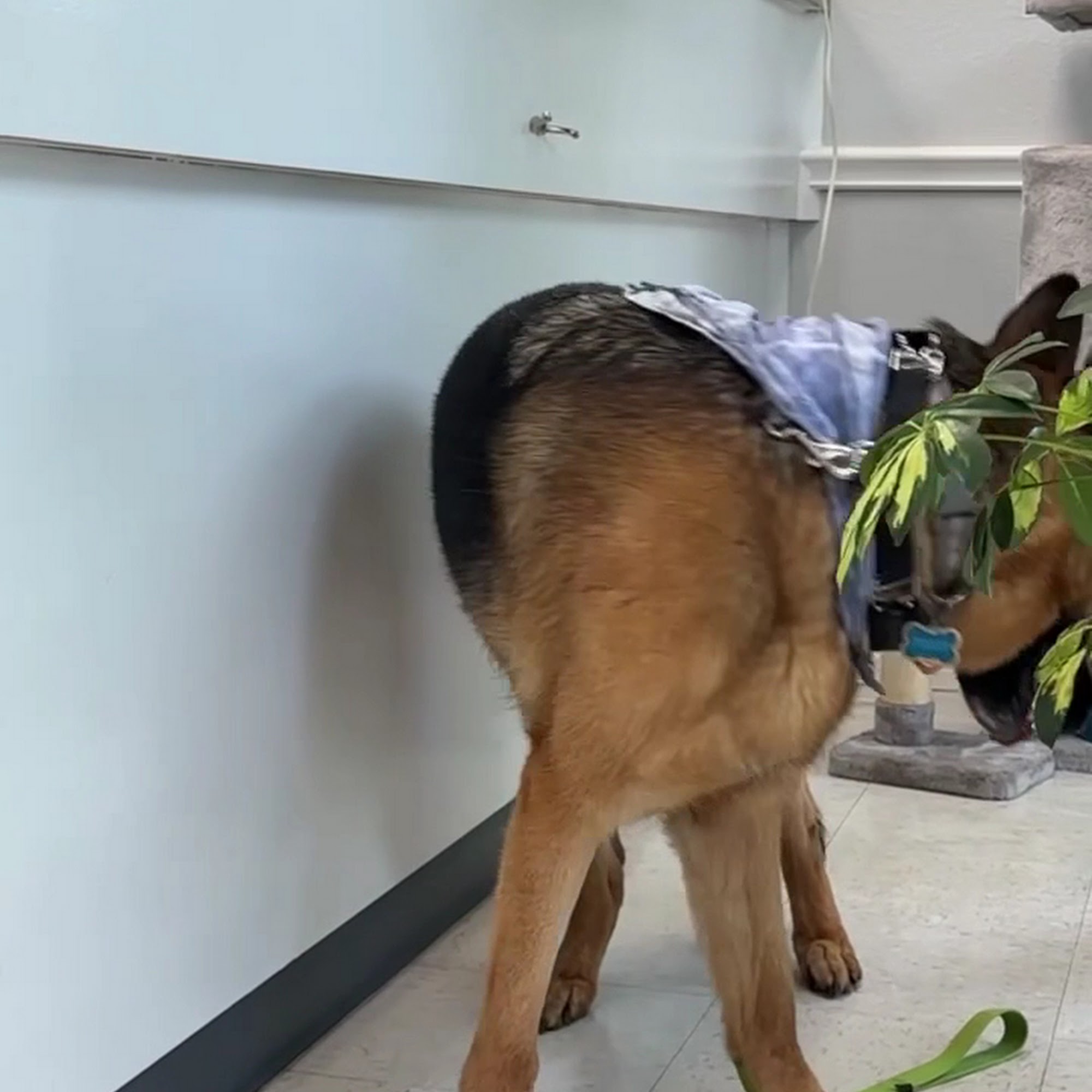 Fort Bend Animal Hospital Rosenberg