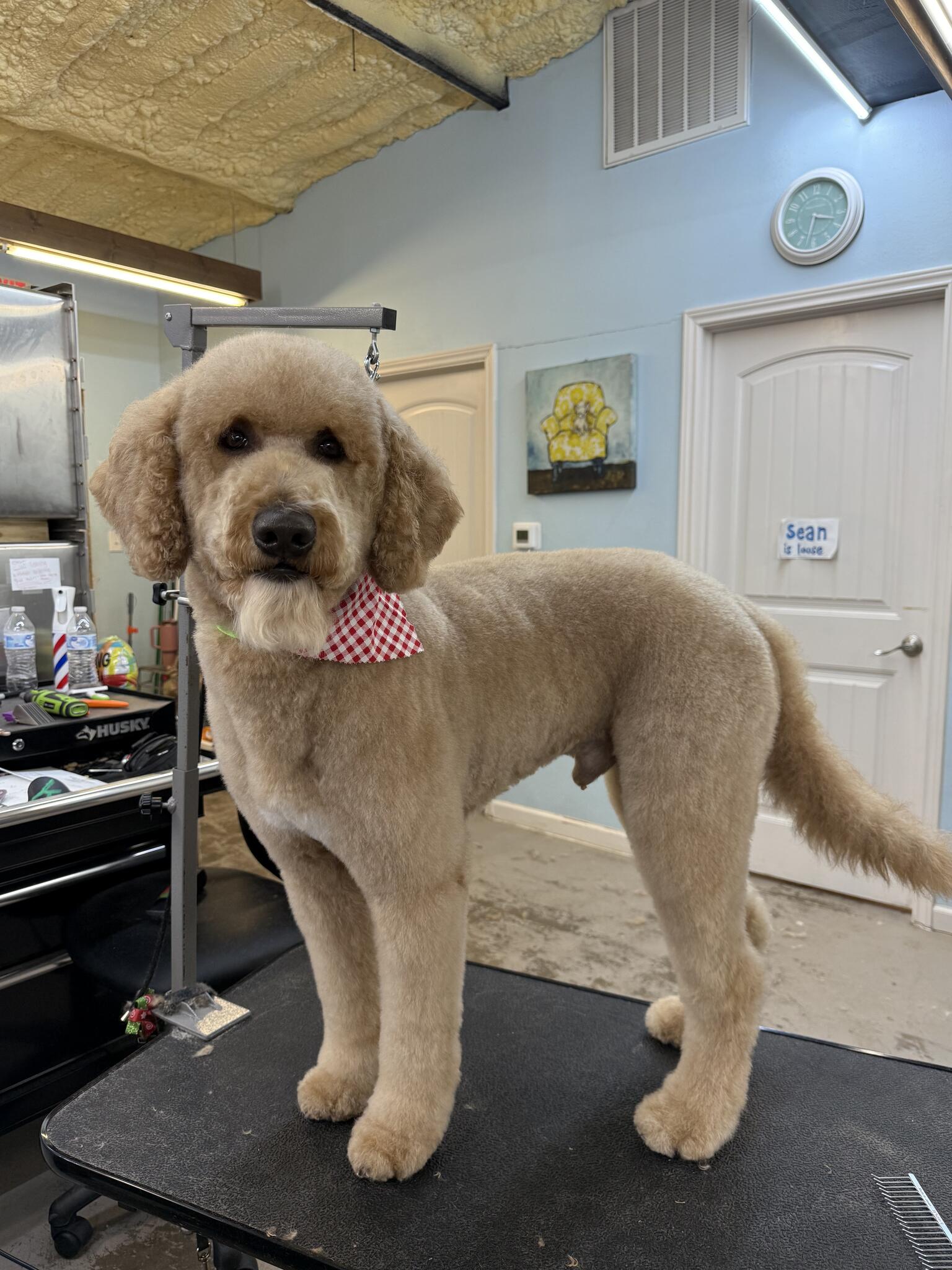 Kristy's Pet Salon Rosenberg