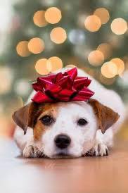 Southern styles mobile dog grooming Rosenberg