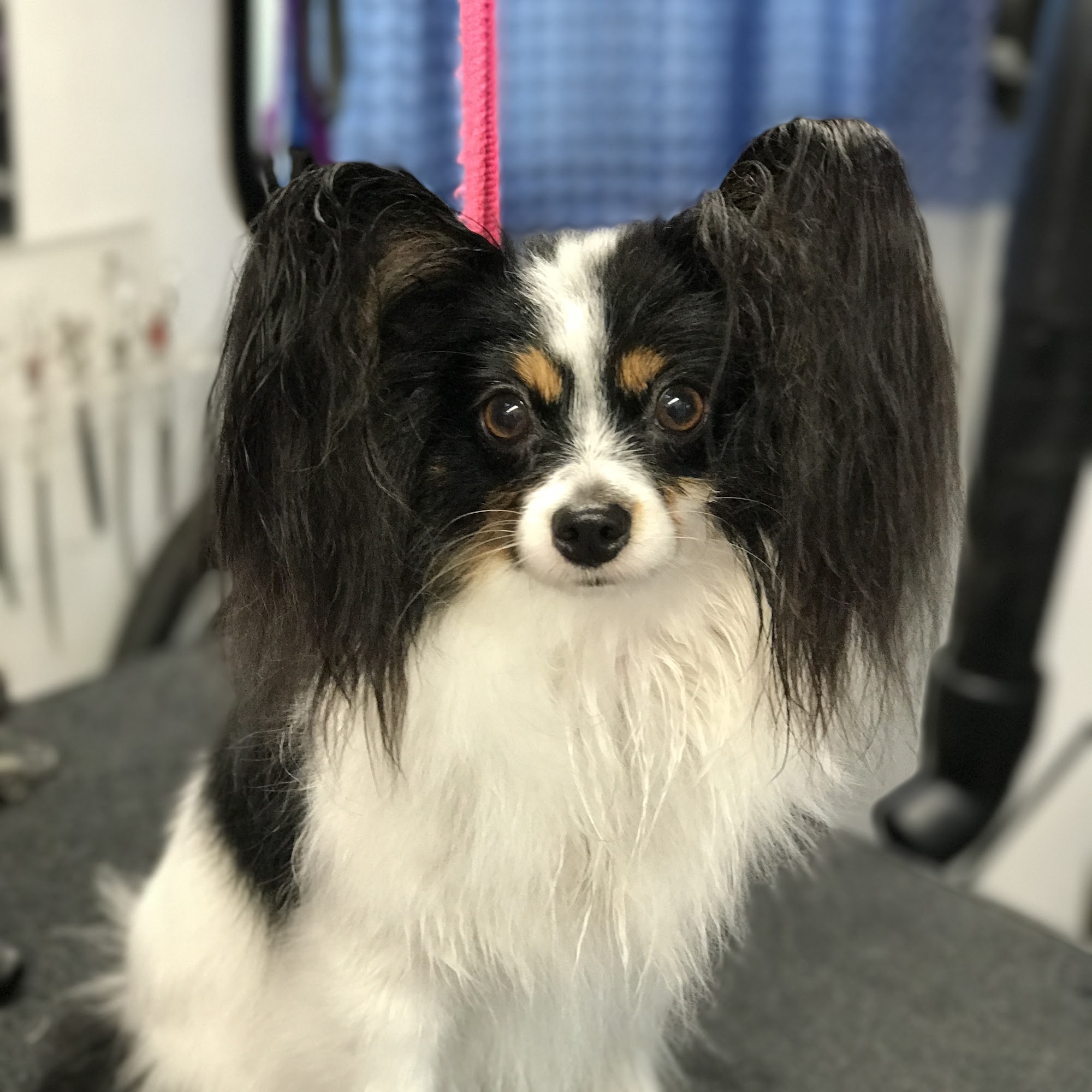 Smooches-4-Pooches Dog Grooming Rosharon