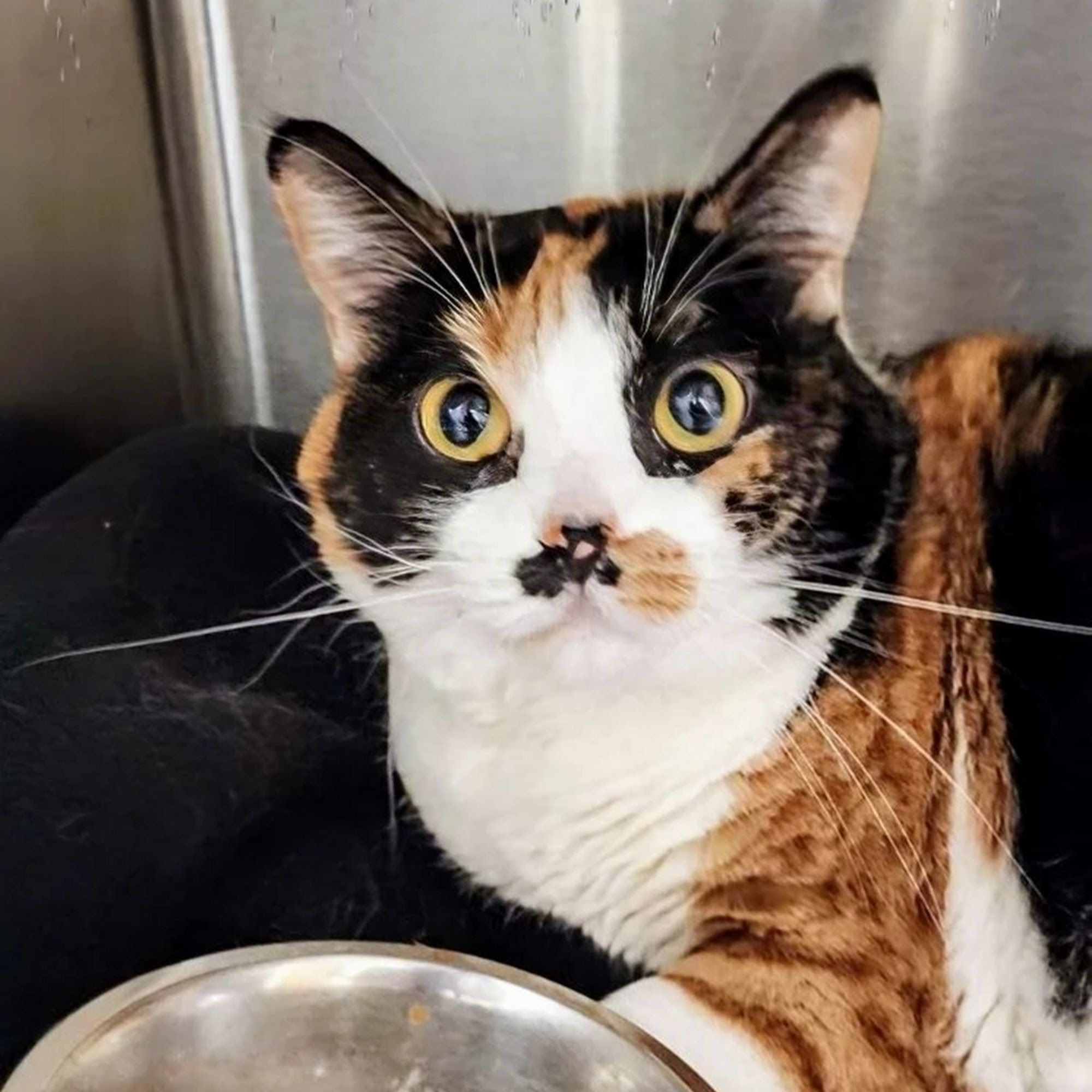 Heart of Texas Veterinary Specialty Center Round Rock