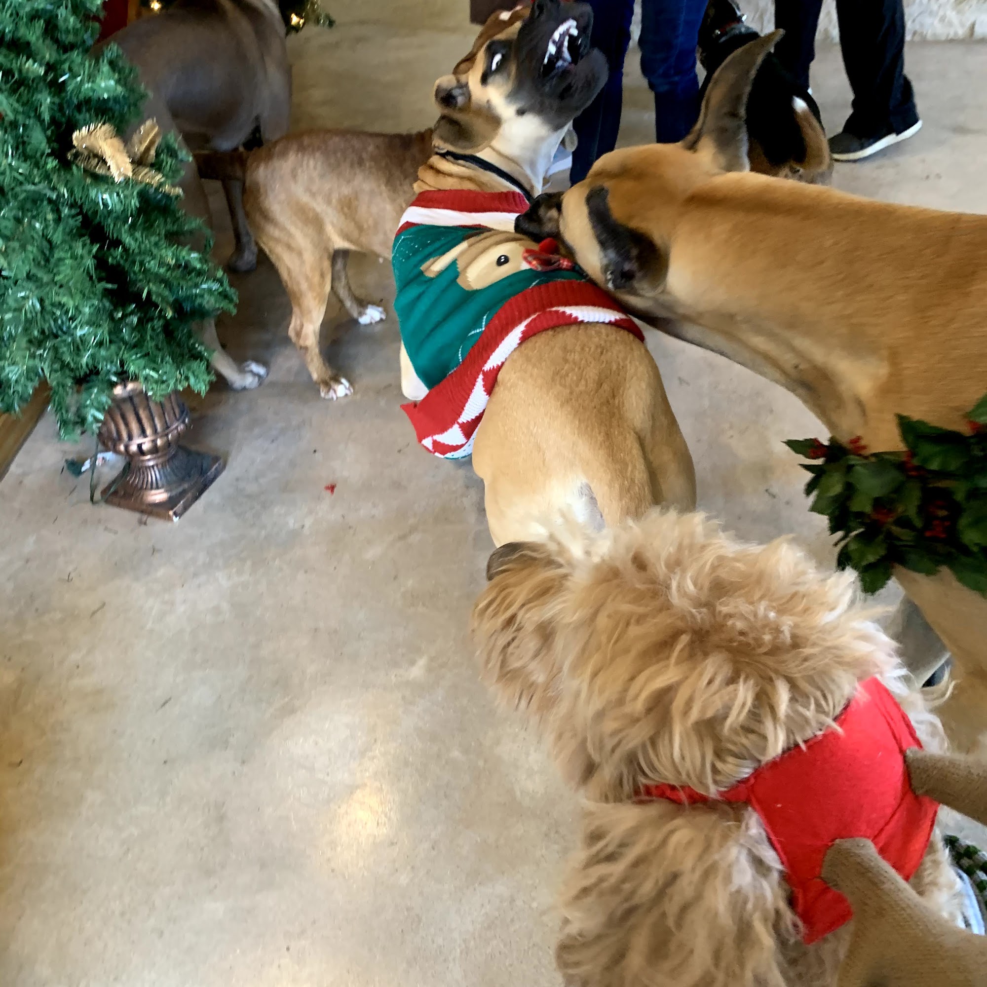 Dogwood Animal Clinic Round Rock