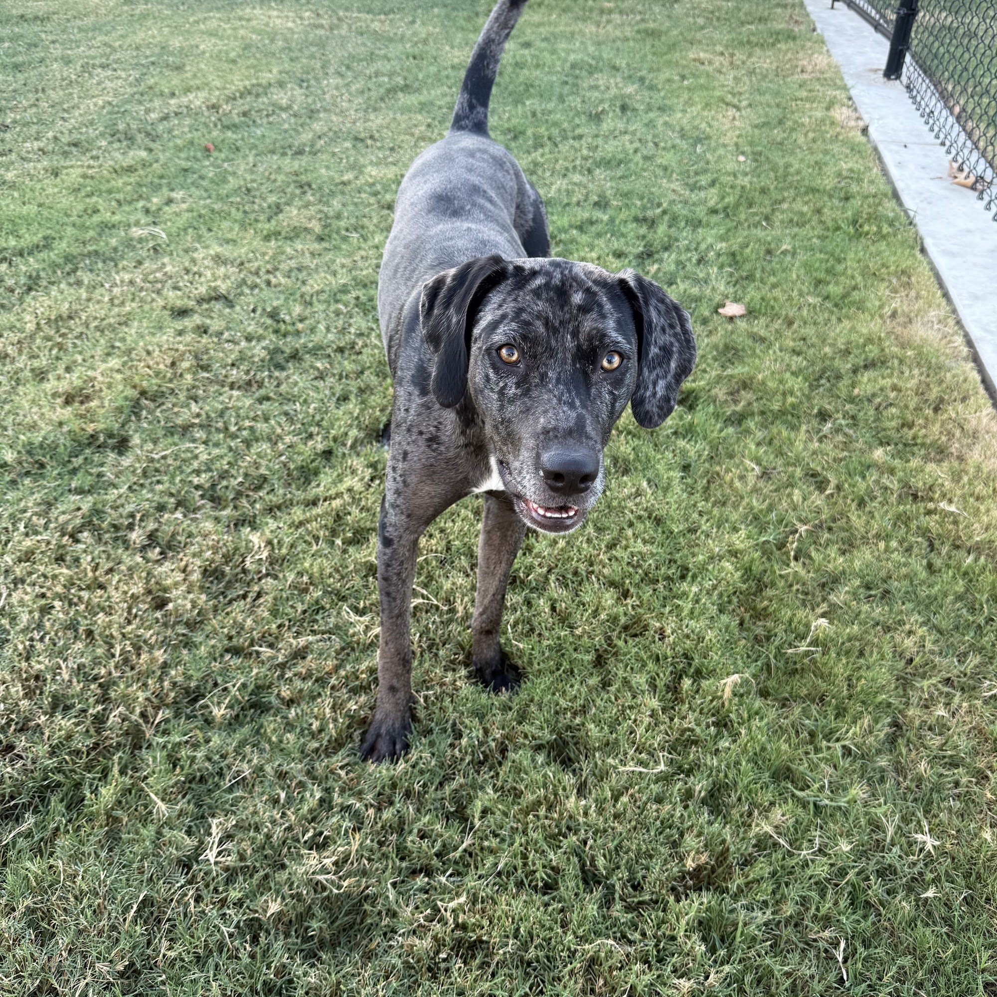 Highway 79 Animal Clinic Round Rock
