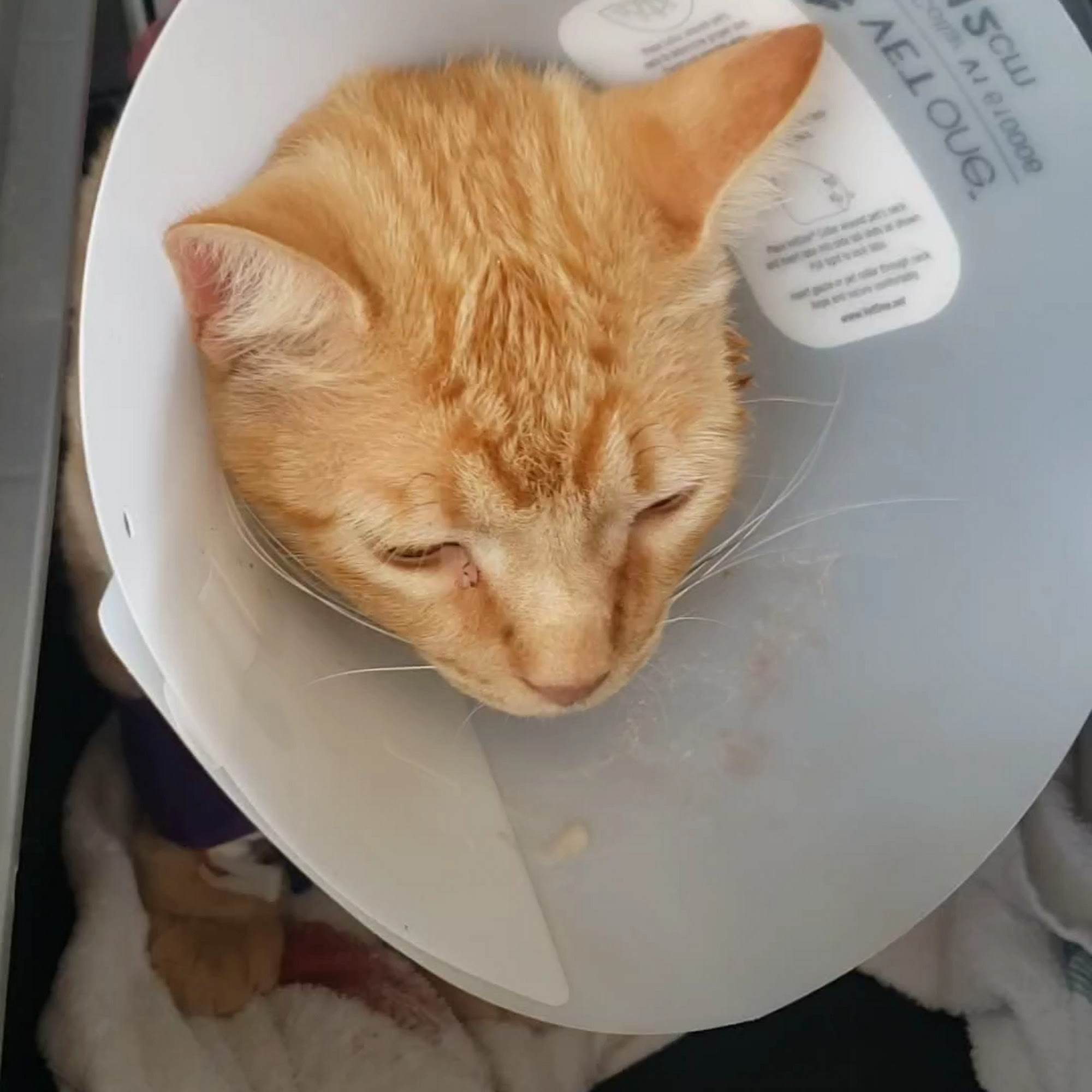 Central Texas Veterinary Specialty & Emergency Hospital Round Rock