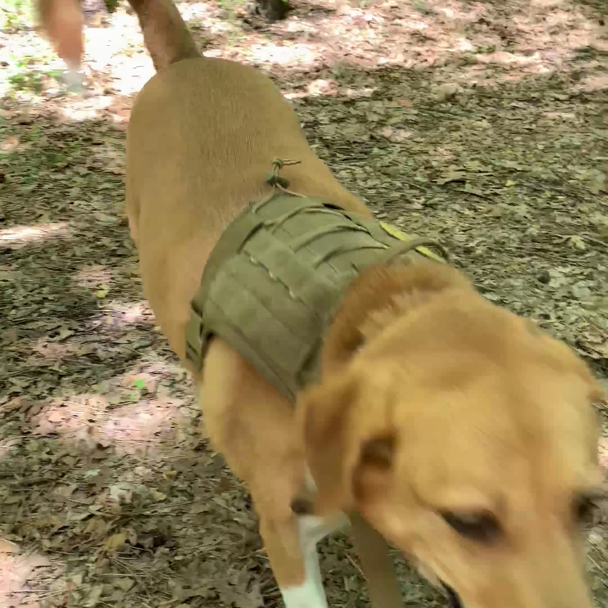 Great Oaks Animal Hospital Round Rock