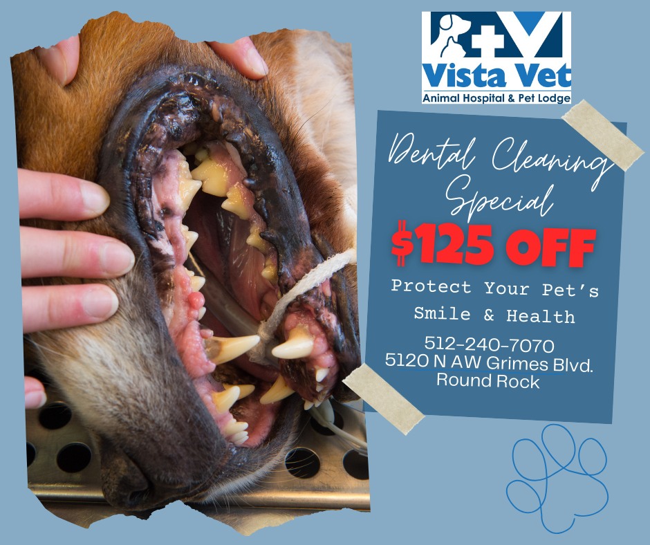 Vista Vet - Animal Hospital & Pet Lodge Round Rock