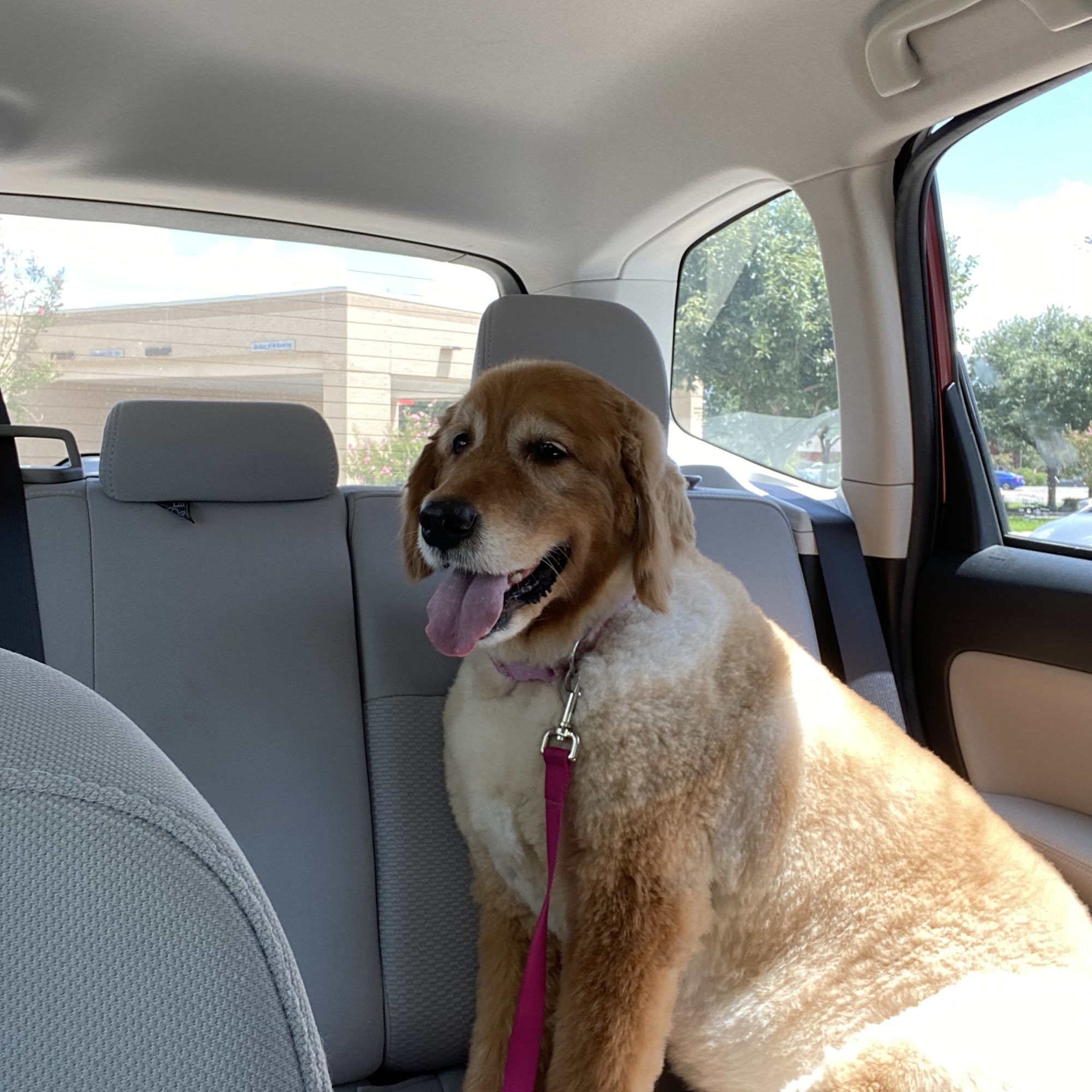 Waggin Tails Mobile Pet Grooming Round Rock