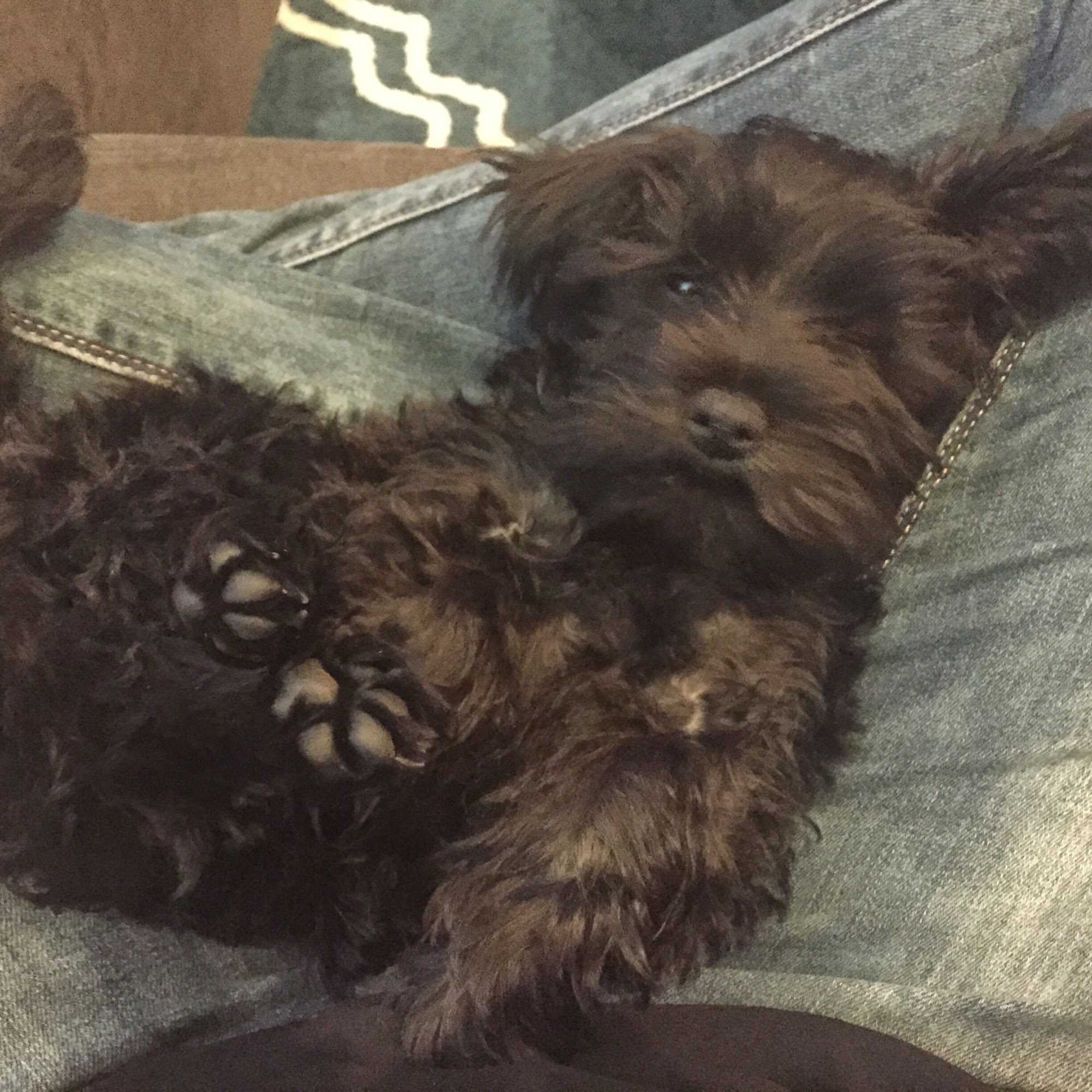 Animal Hospital of Rowlett Rowlett