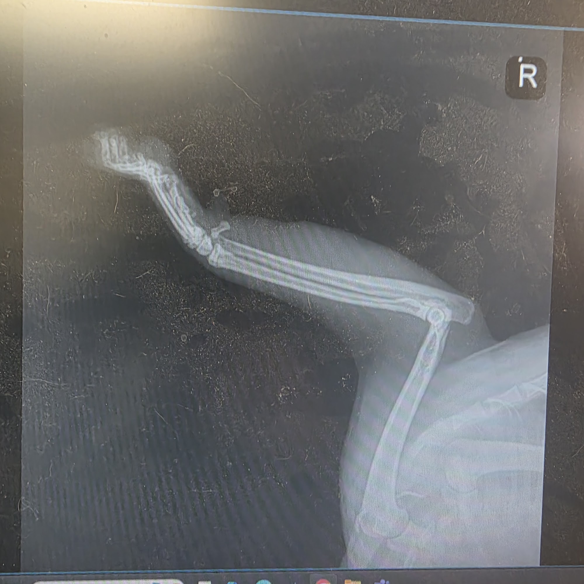 Liberty Grove Animal Hospital, A Thrive Pet Healthcare Partner Rowlett