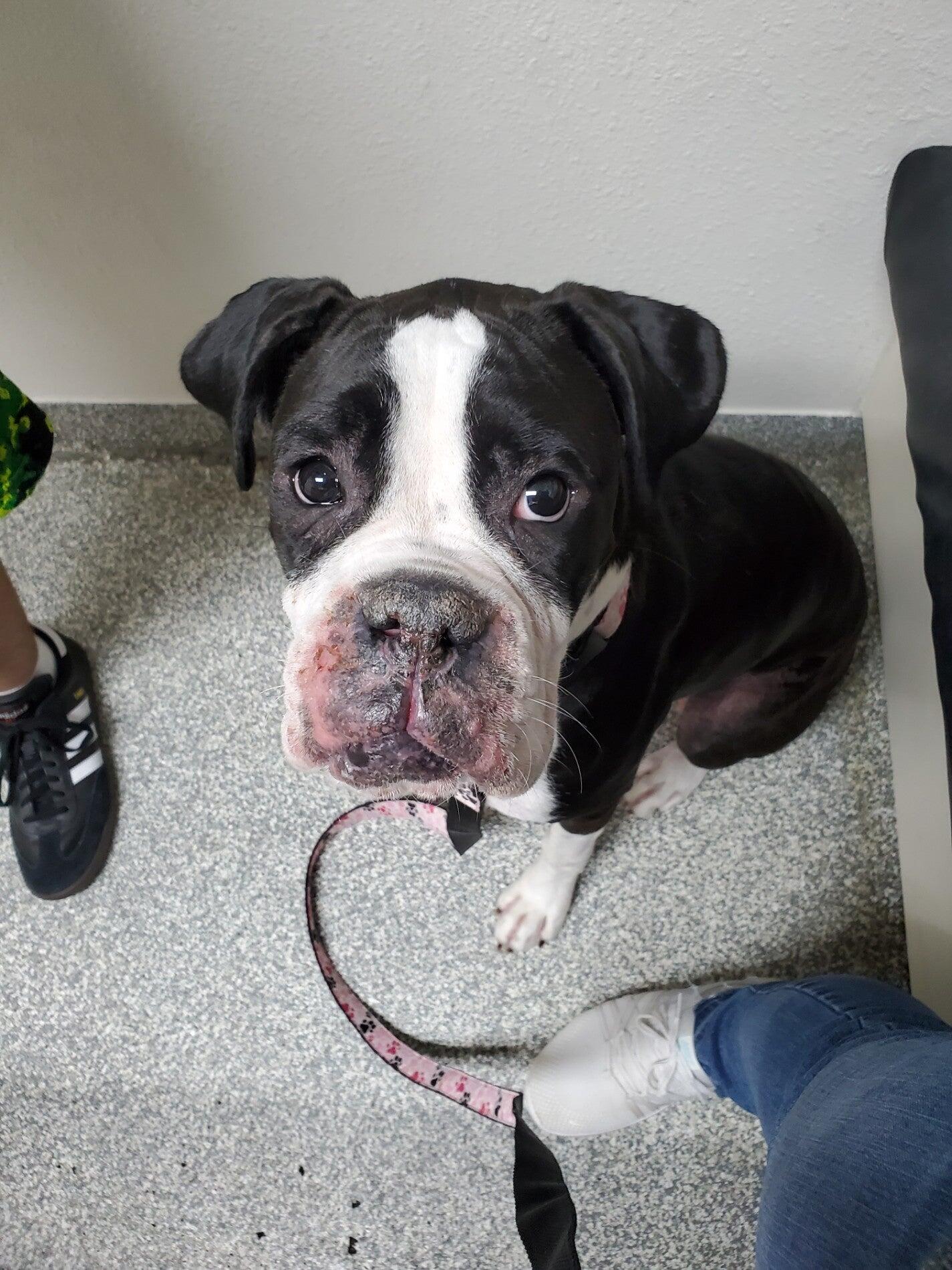 Dr. Kimberly Ann Downes, DVM Rowlett