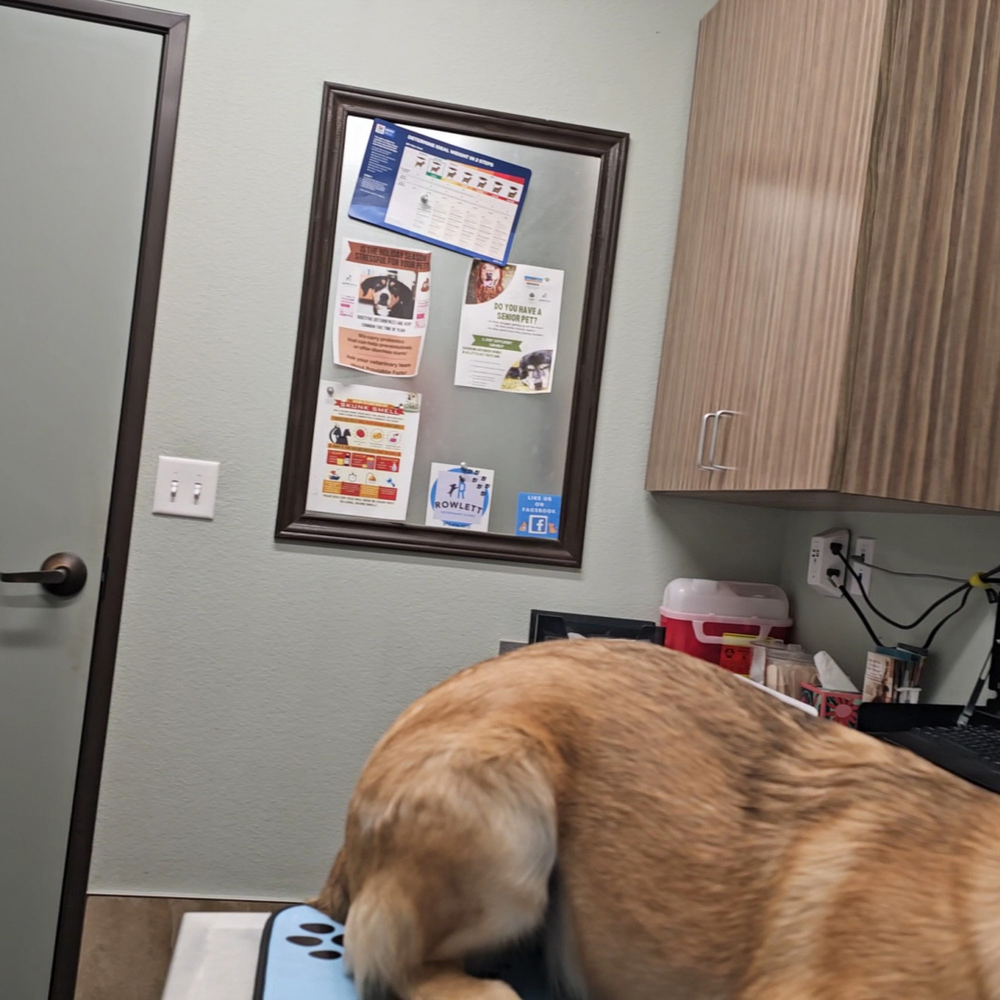 Rowlett Veterinary Clinic, A Thrive Pet Healthcare Partner Rowlett