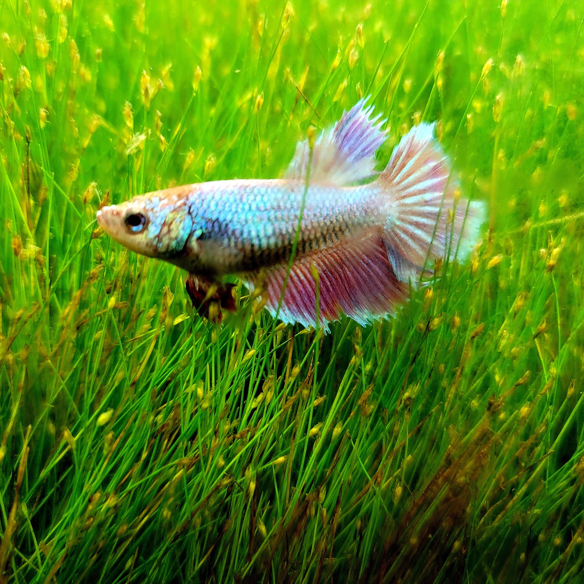 A-Z Aquatic LLC Royse City