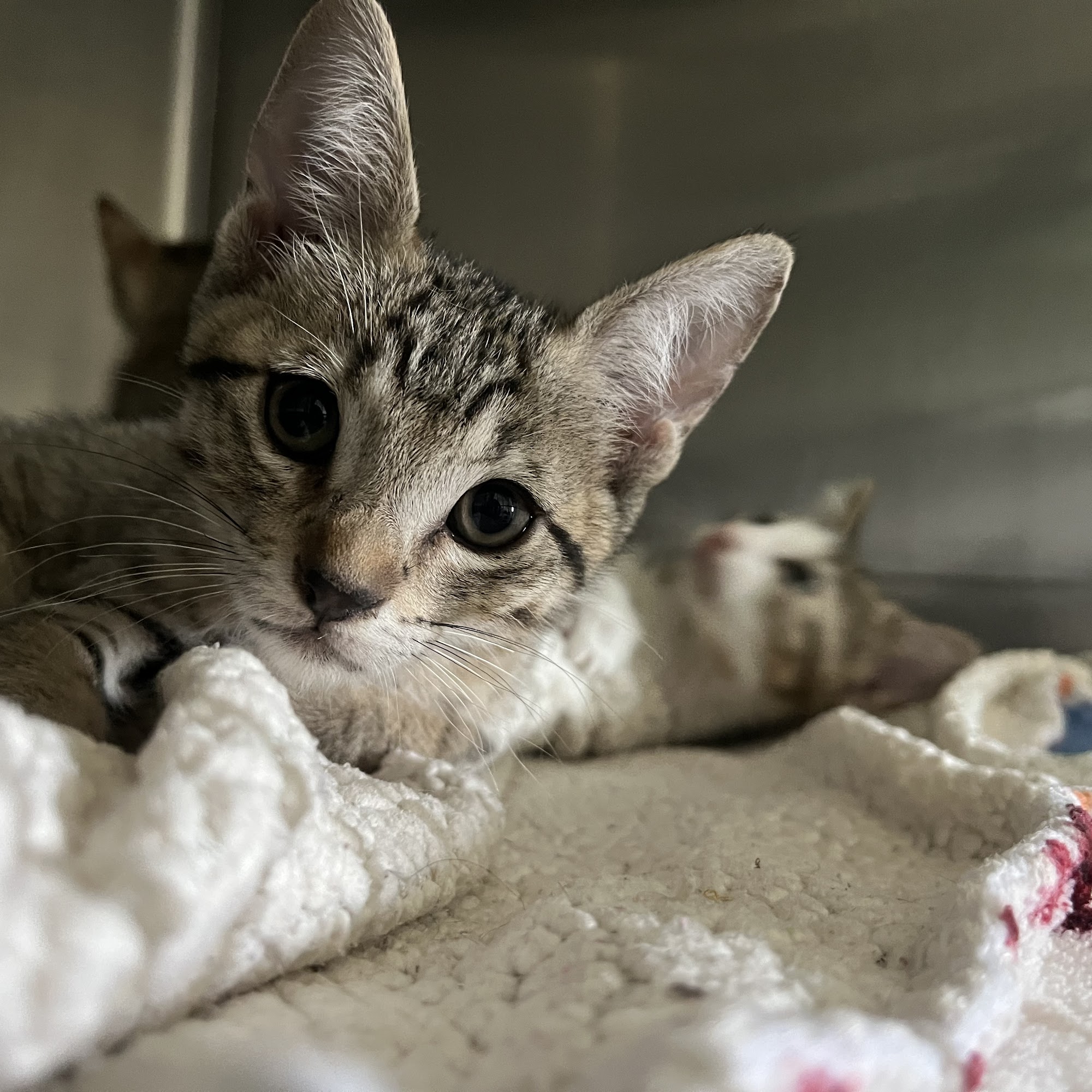 Animal Medical of Salado Salado