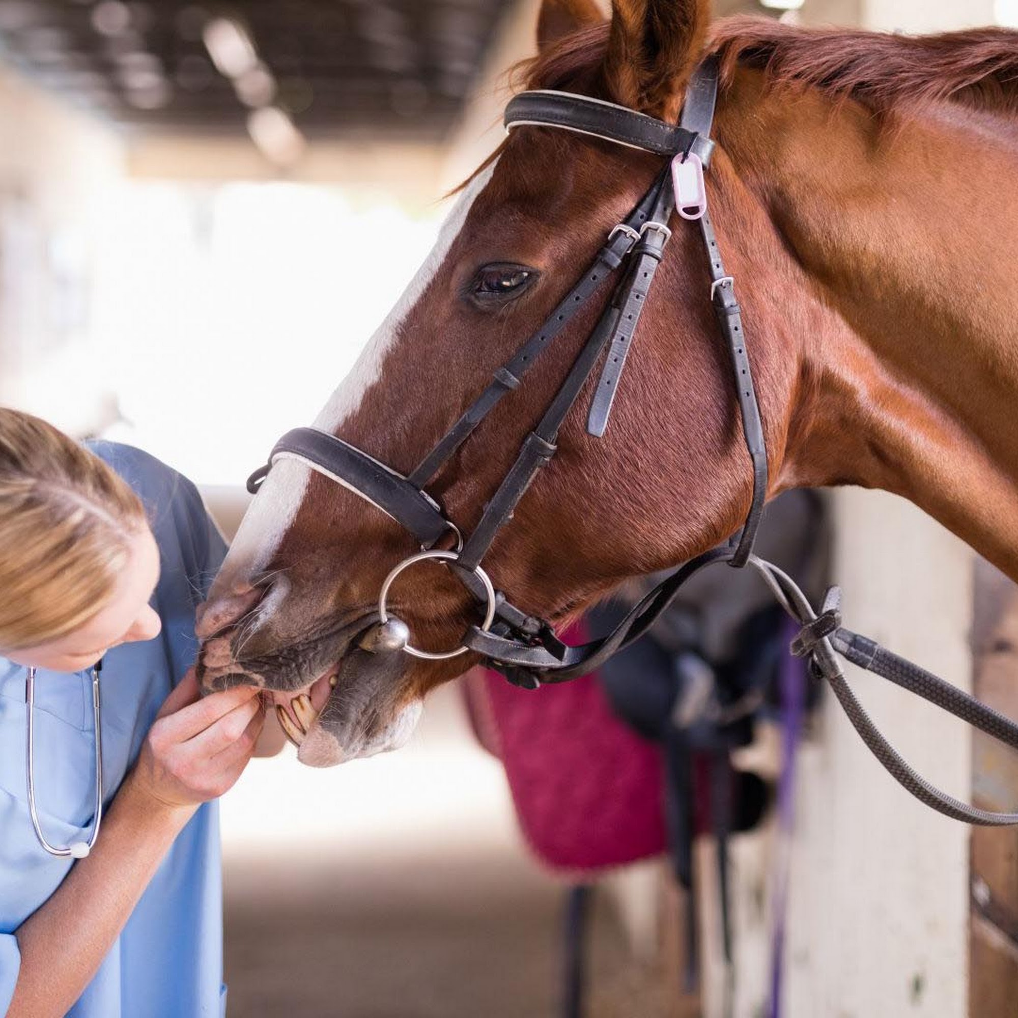 Brazos Valley Equine Hospitals Salado