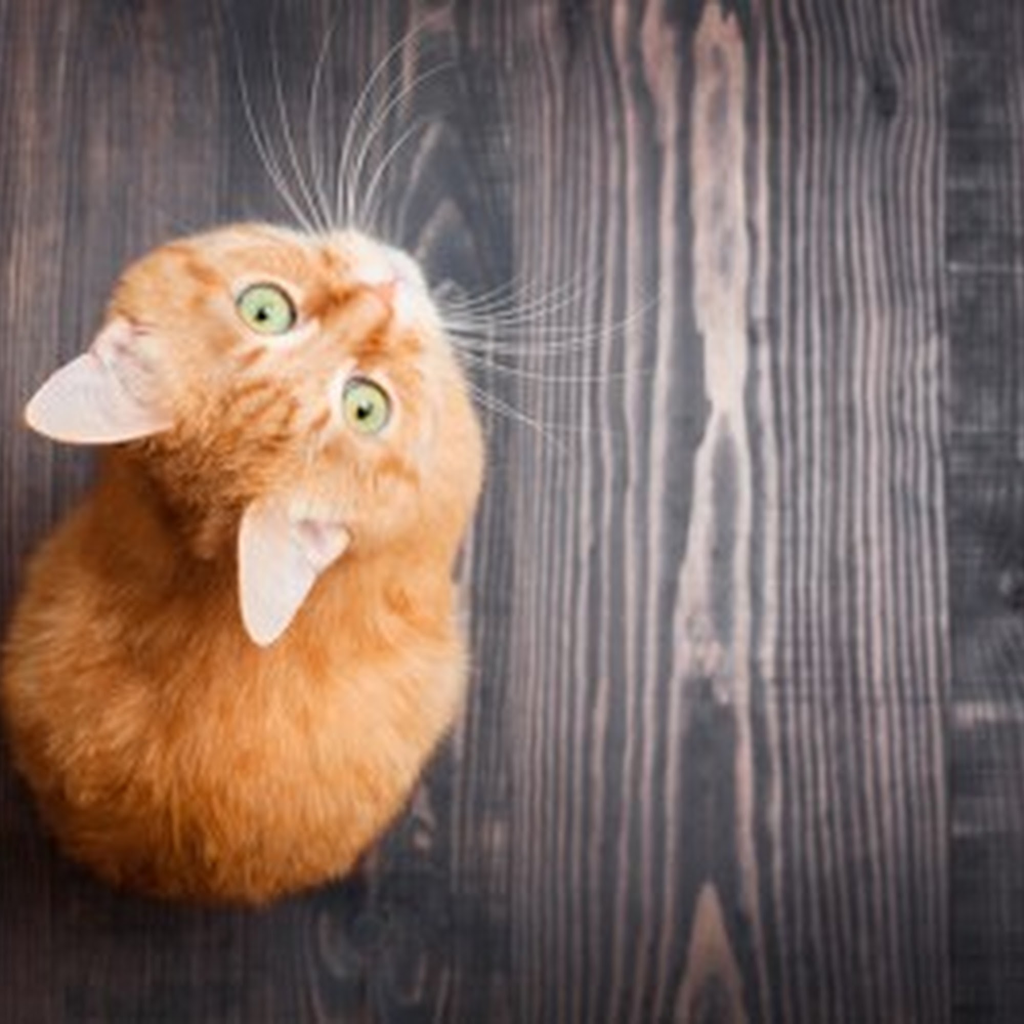 Salado Veterinary Hospital Salado