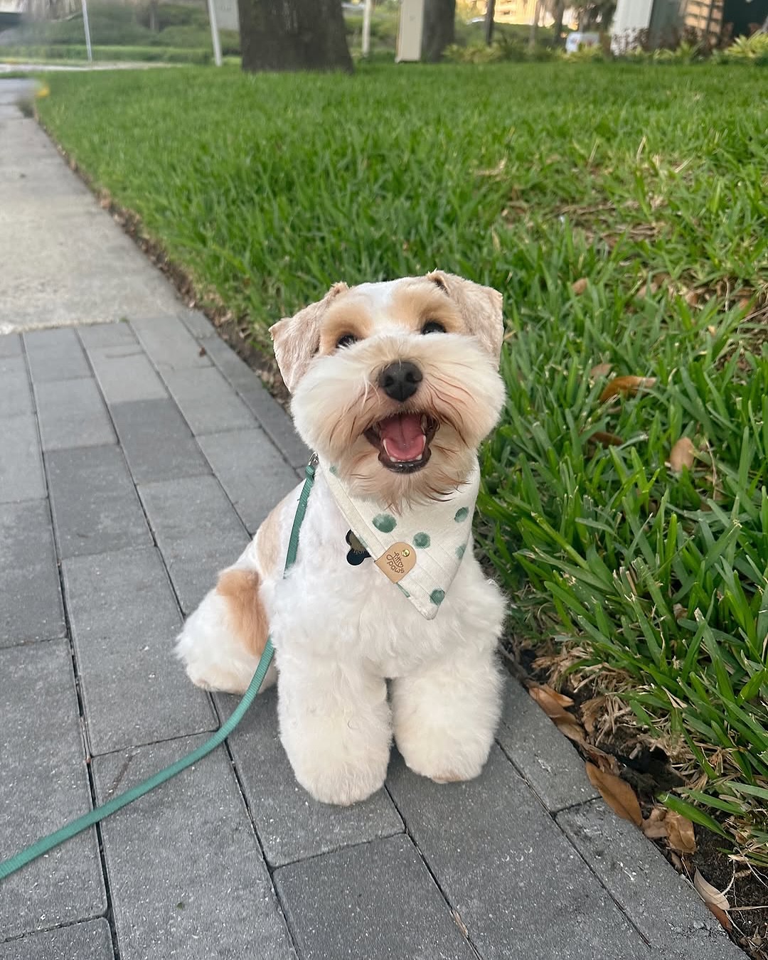 Woof Gang Bakery and Grooming Stone Oak San Antonio