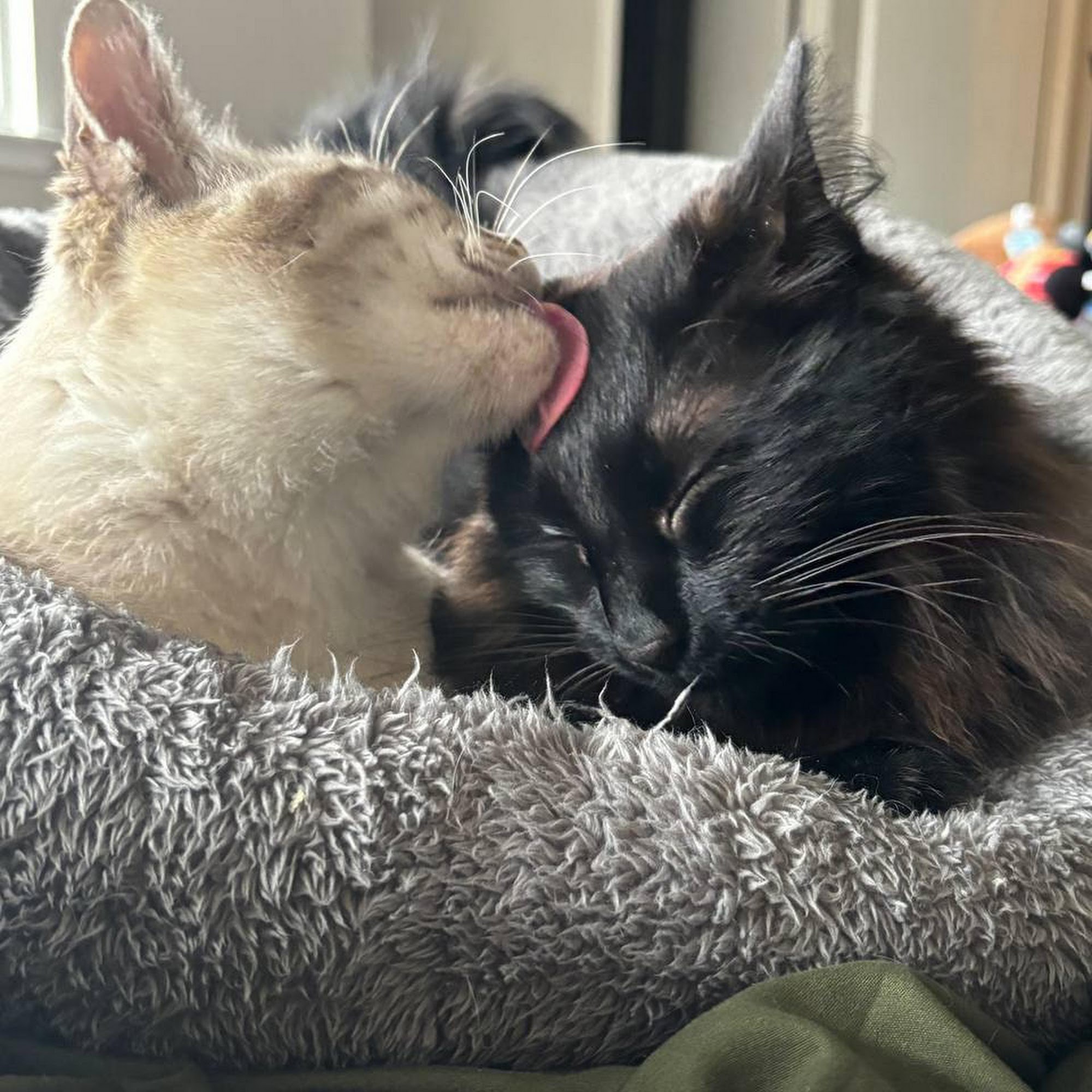 Castle West Animal Hospital San Antonio