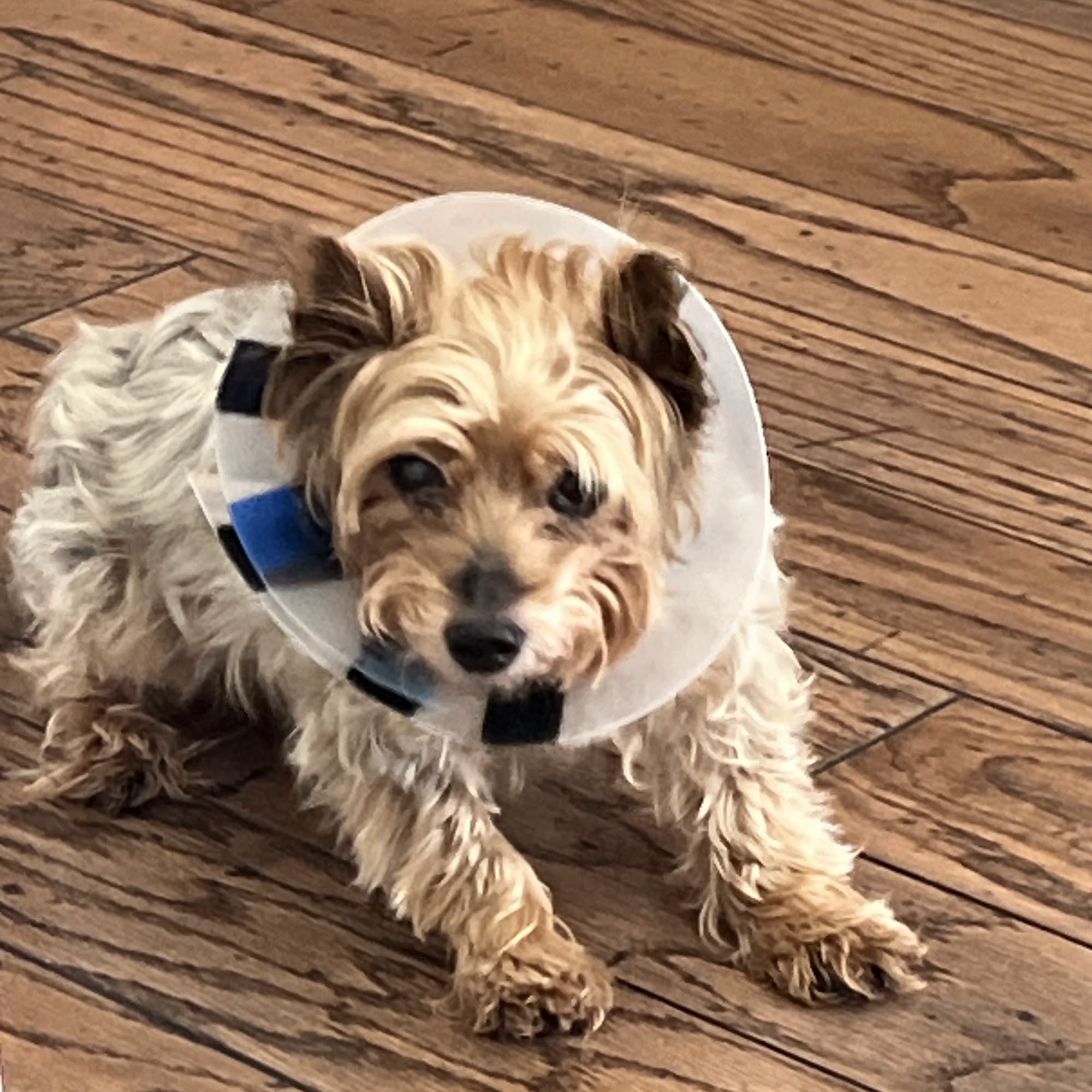 Deerfield Animal Hospital San Antonio