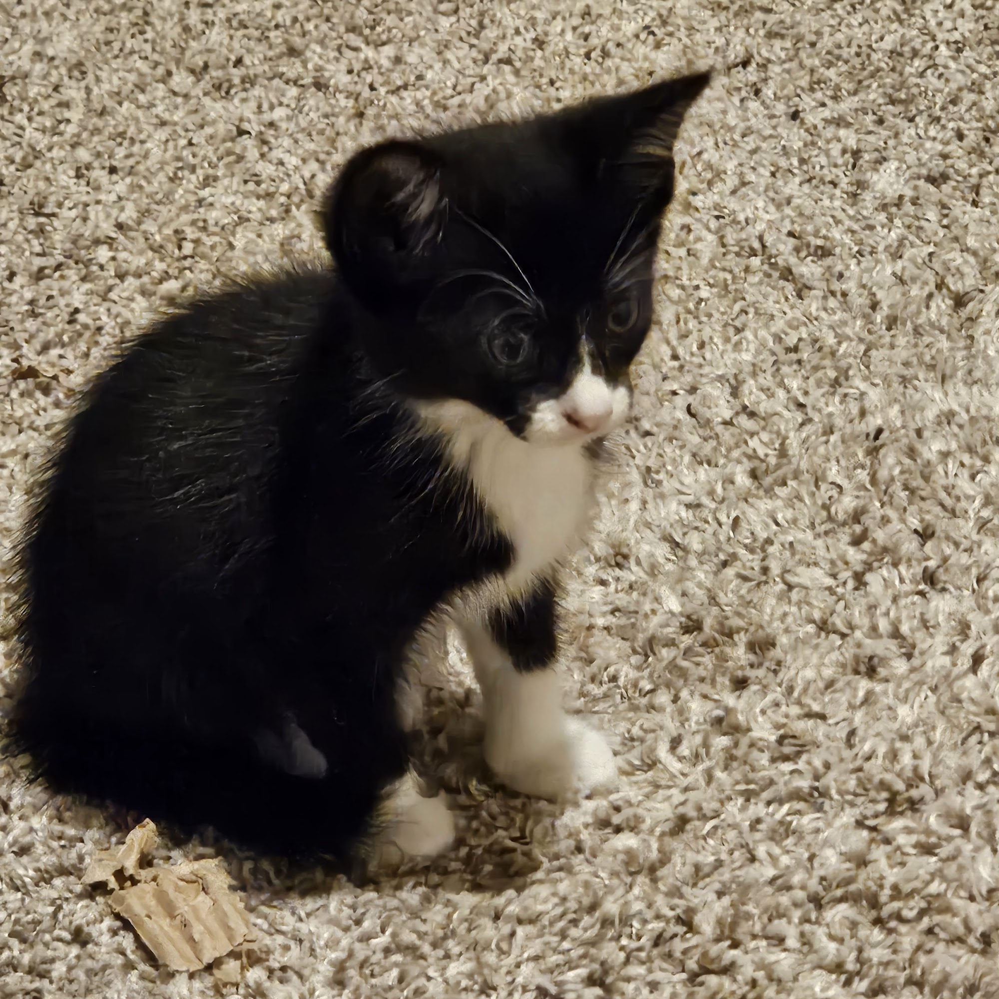 Loop 410 Veterinary Hospital San Antonio