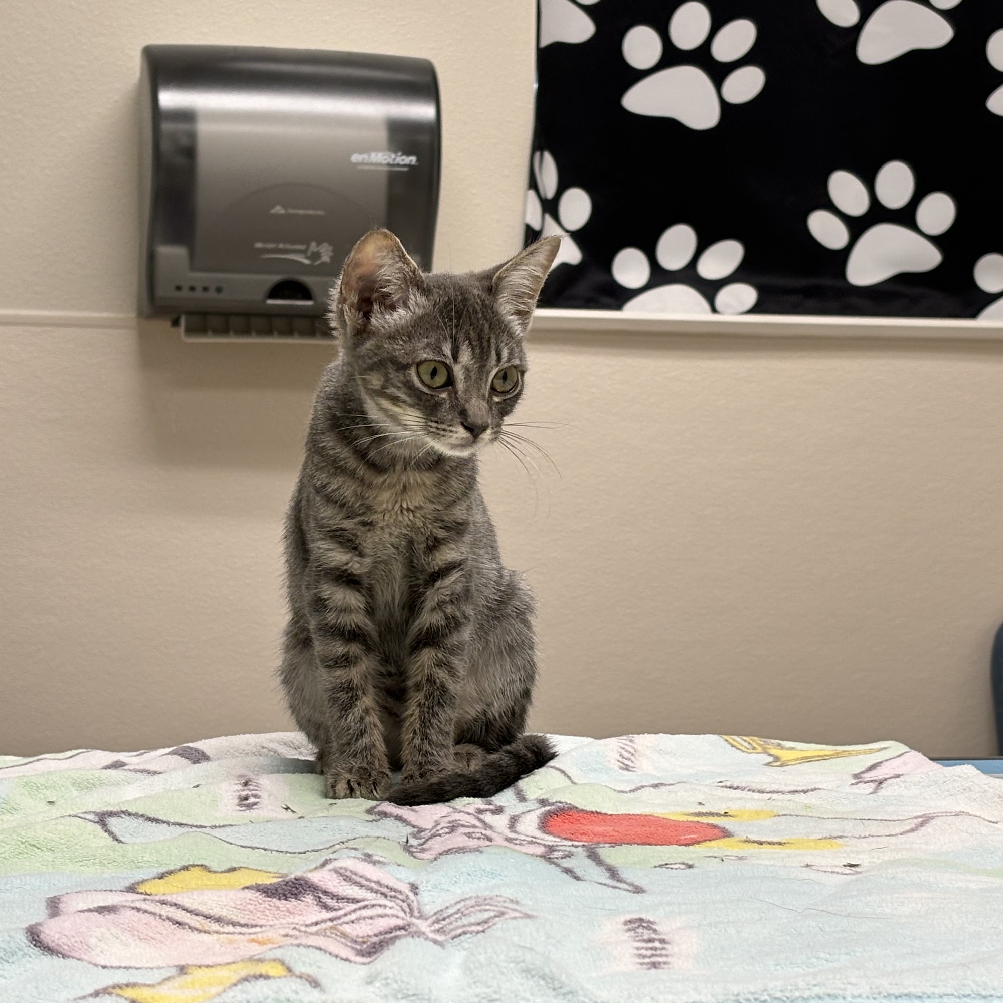 St. Francis Veterinary Hospital San Antonio