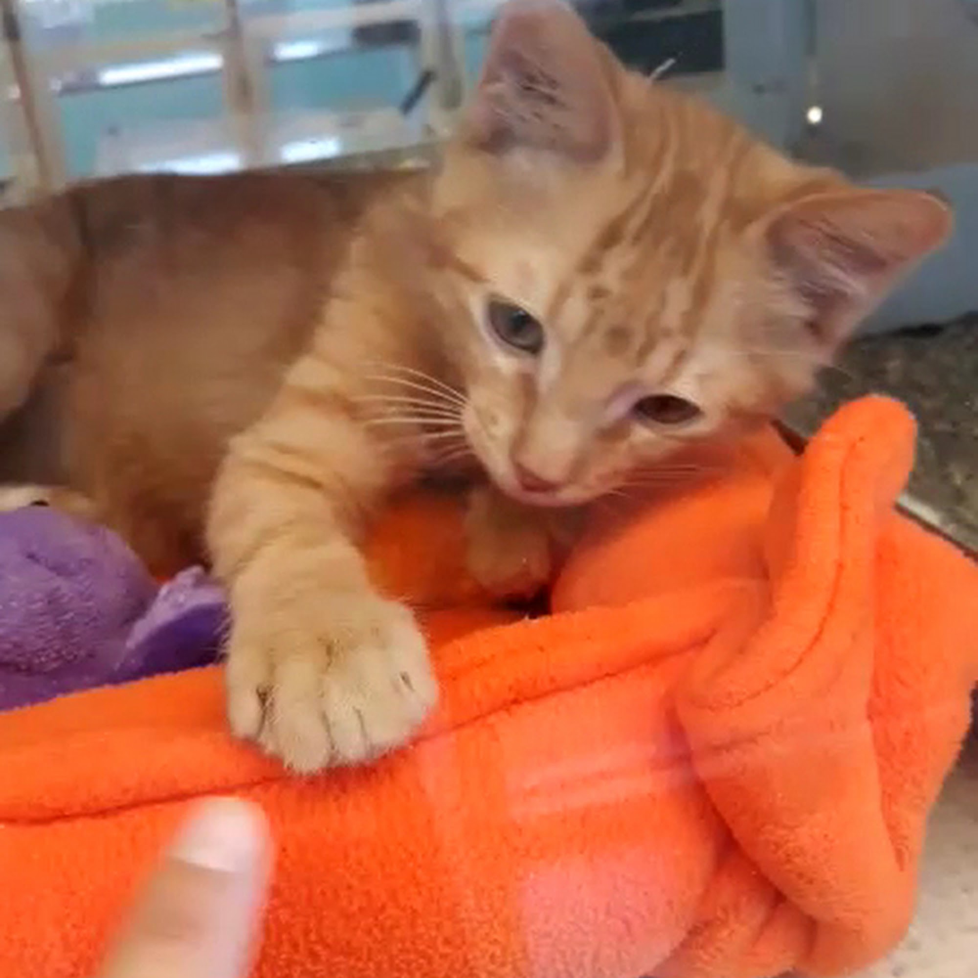 San Antonio Humane Society San Antonio