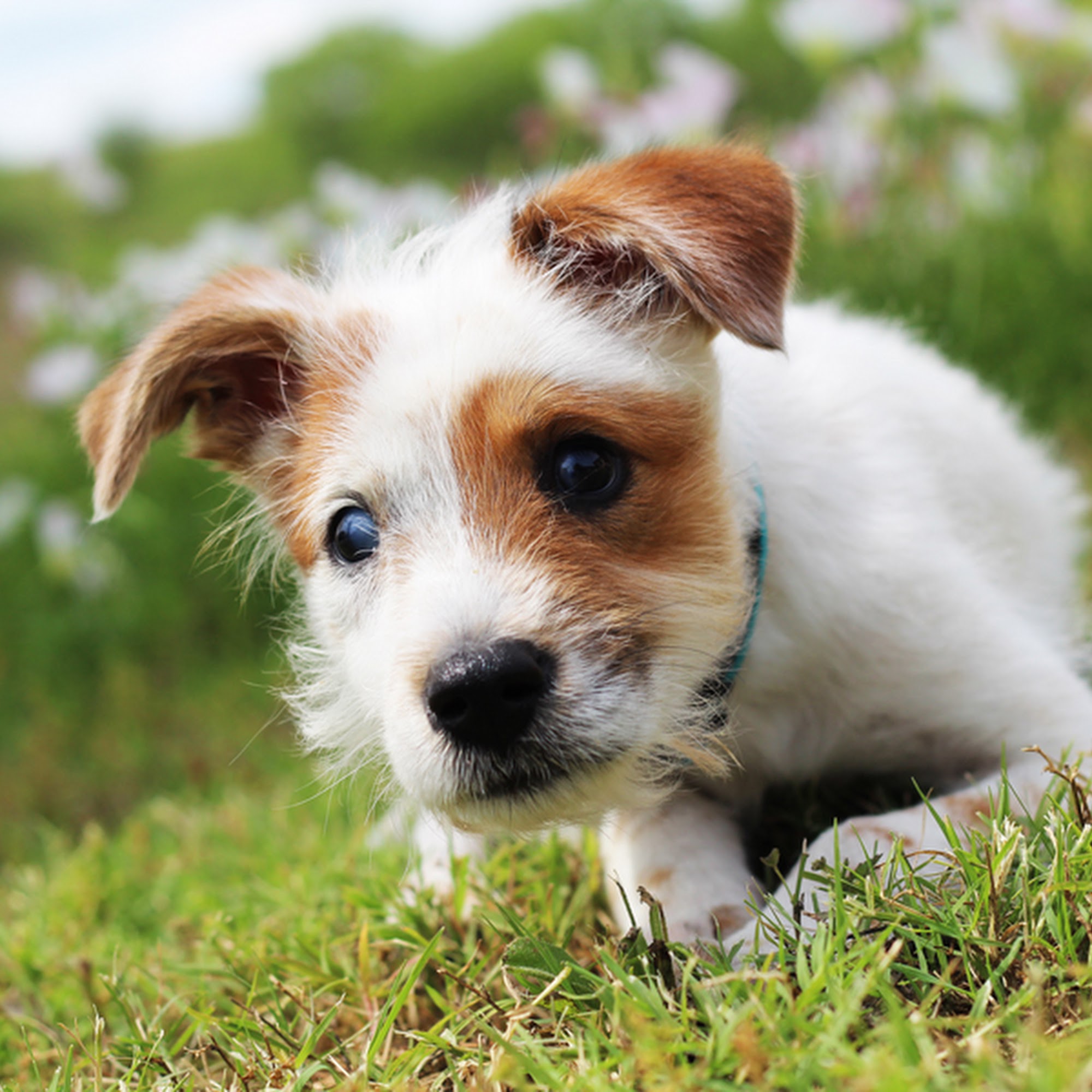 Animal Defense League of Texas San Antonio