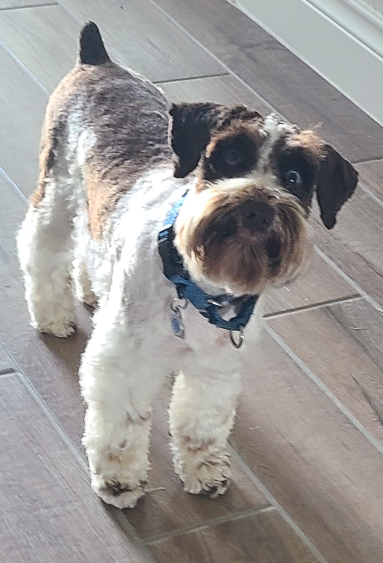 Kate's Pampered Pooch San Antonio